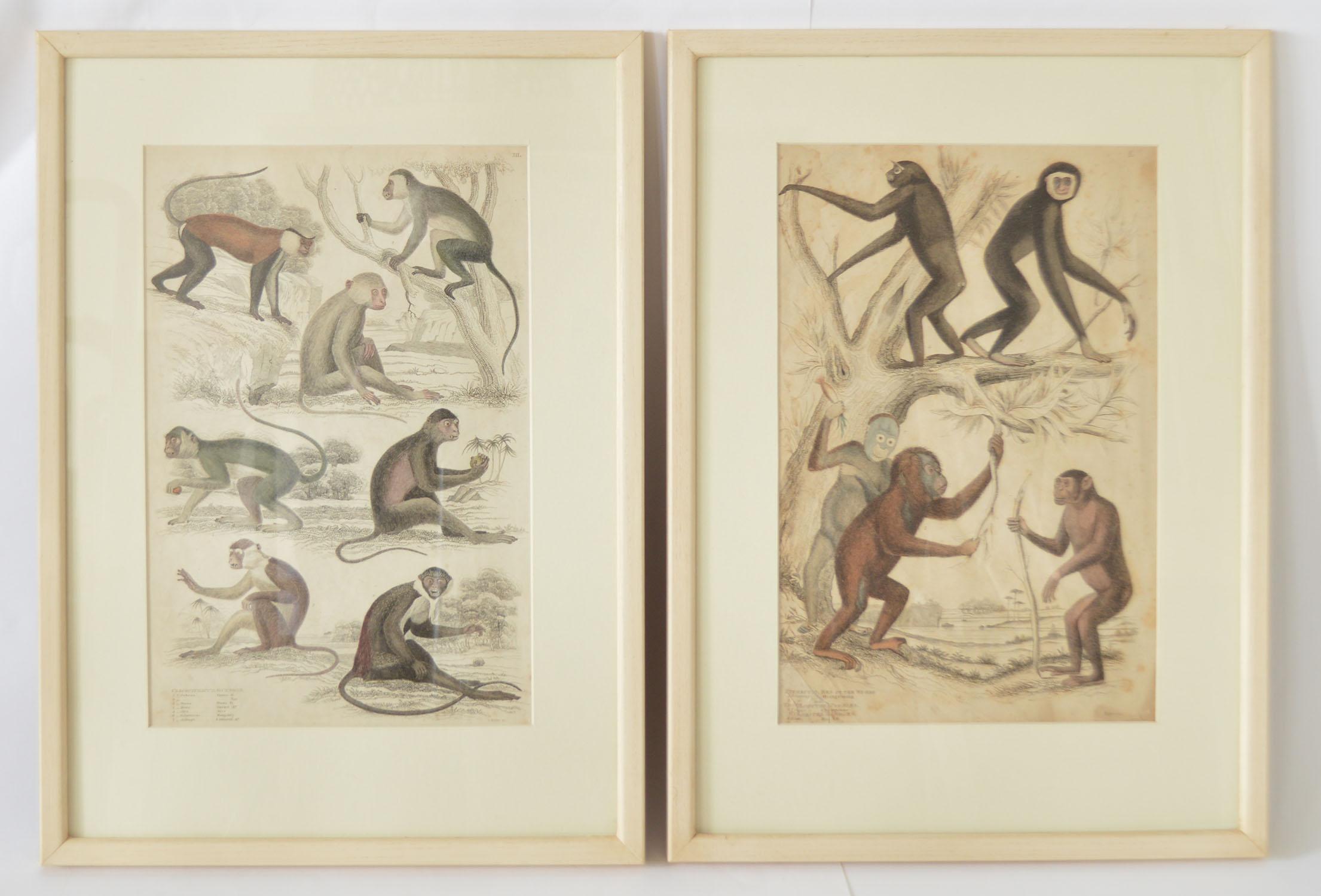 English Set of 8 Antique Monkey Prints in Faux Ivory Frames, 1830s