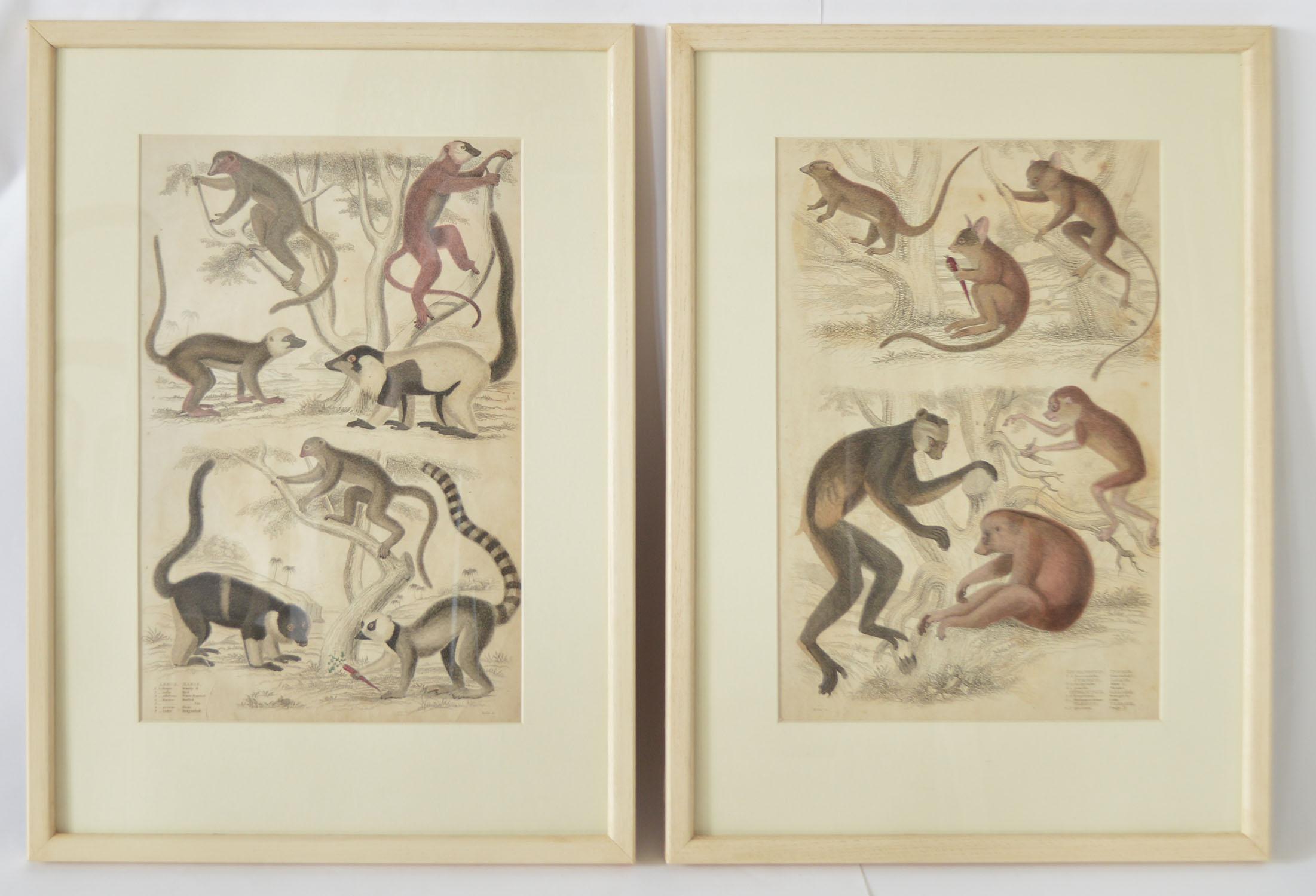 Other Set of 8 Antique Monkey Prints in Faux Ivory Frames, 1830s