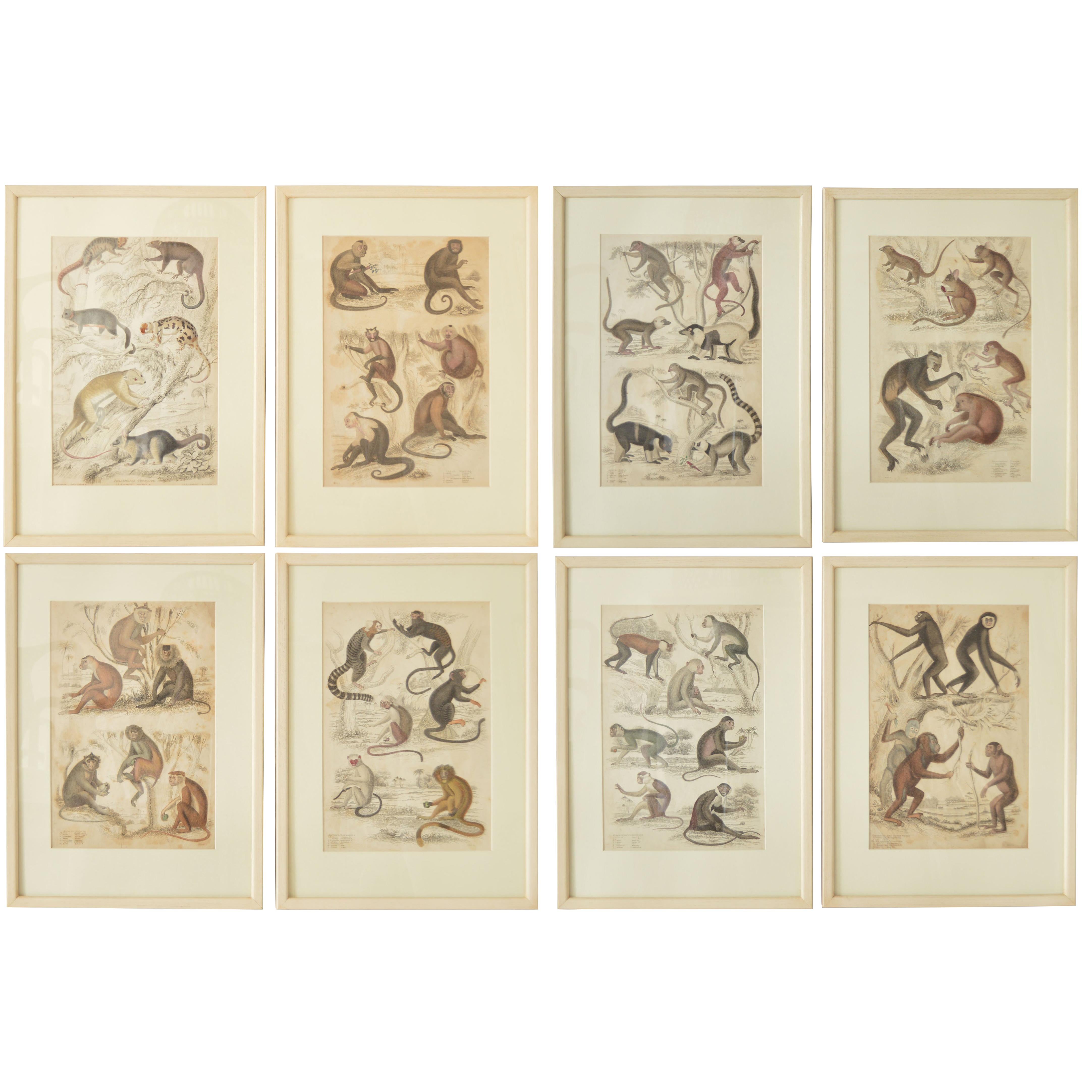 Set of 8 Antique Monkey Prints in Faux Ivory Frames, 1830s