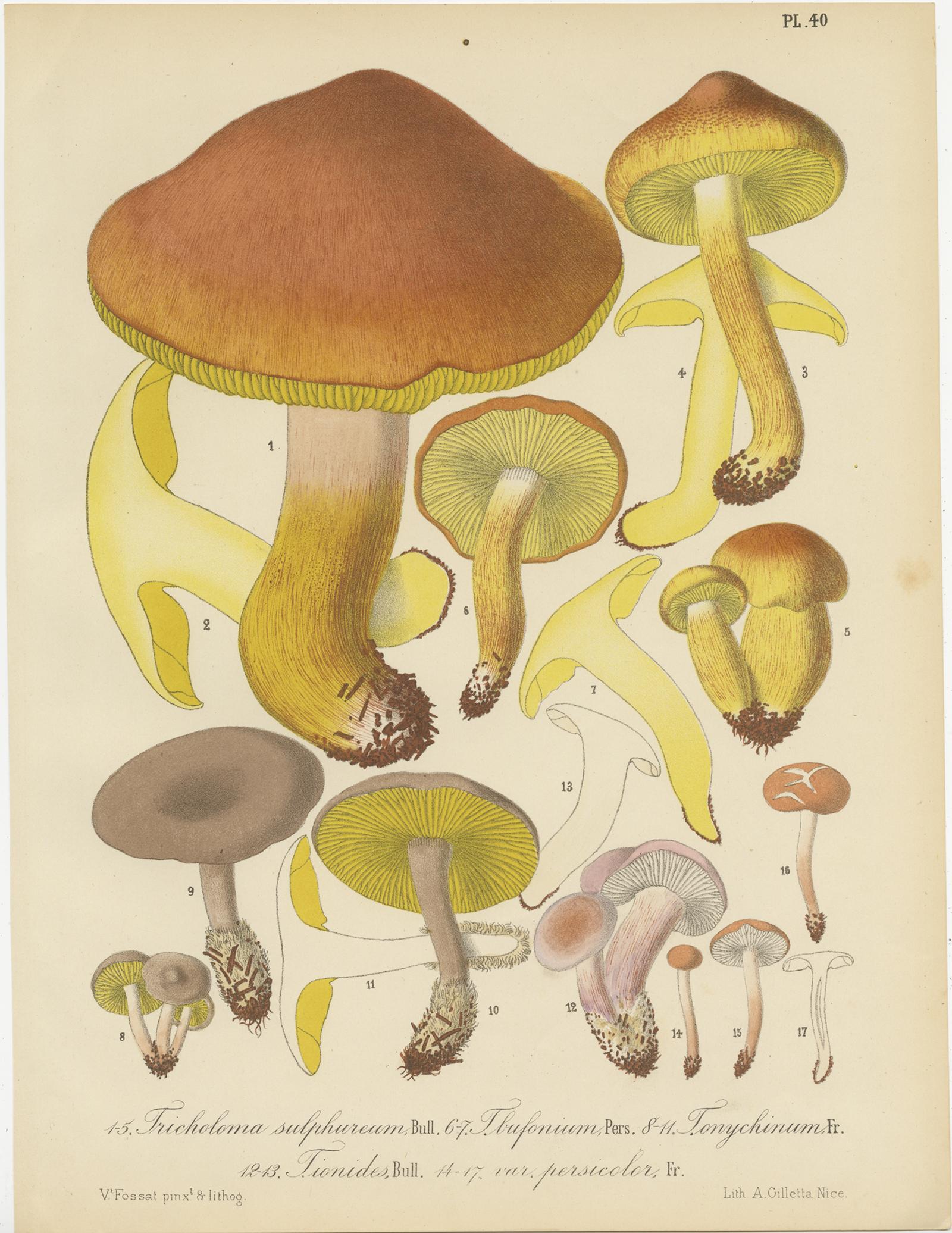 Set of eight antique mycology prints depicting various fungi / mushrooms. These prints originate from 'Flore mycologique illustrée: les champignons des Alpes-Maritimes' by J.B. Barla.