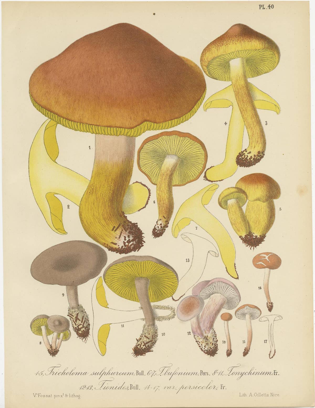 Set of 8 Antique Mycology Prints of Various Fungi by Barla, circa 1890