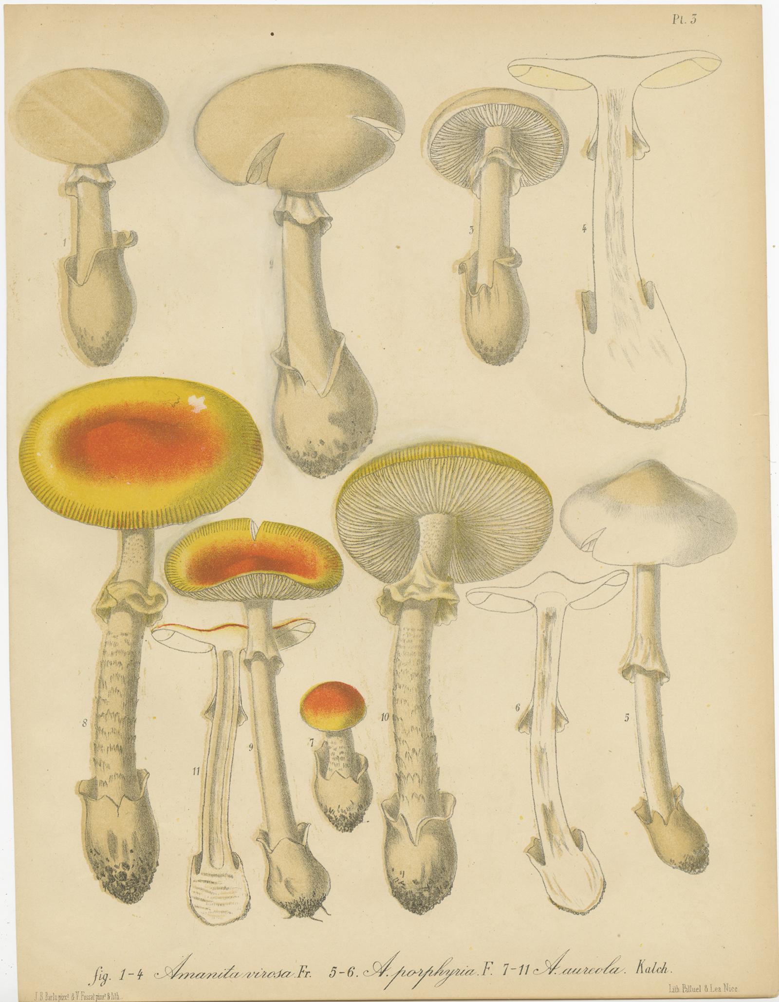 Set of eight antique mycology prints depicting various fungi / mushrooms. These prints originate from 'Flore mycologique illustrée: les champignons des Alpes-Maritimes' by J.B. Barla.