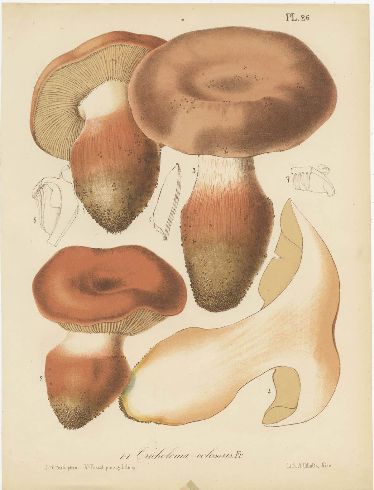 Set of 8 Antique Mycology Prints of Various Fungi by Barla, circa 1890