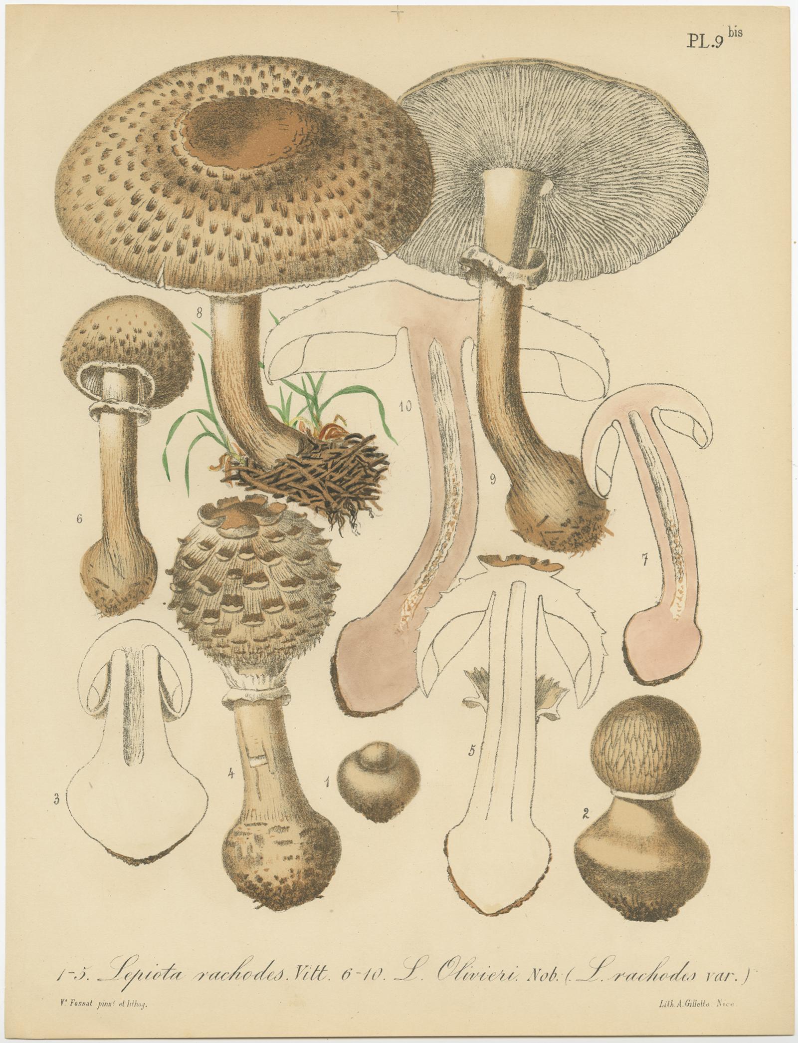 Set of 8 Antique Mycology Prints of Various Fungi by Barla, circa 1890 In Good Condition In Langweer, NL