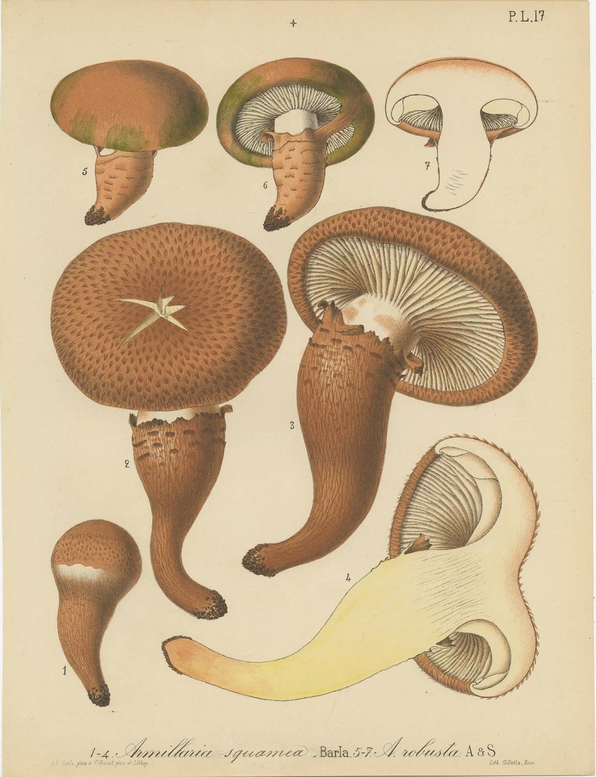 Set of 8 Antique Mycology Prints of Various Fungi by Barla, circa 1890