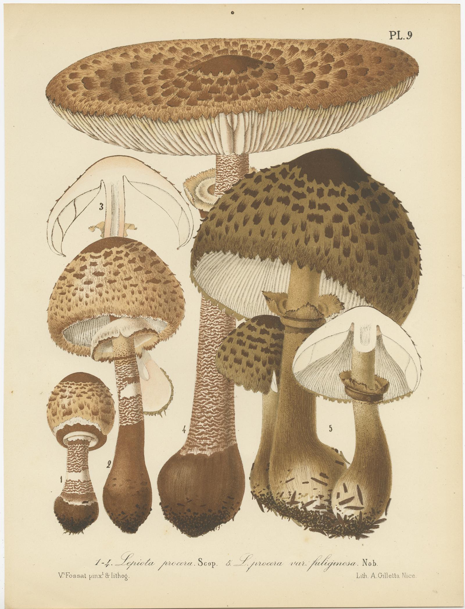 19th Century Set of 8 Antique Mycology Prints of Various Fungi by Barla, circa 1890