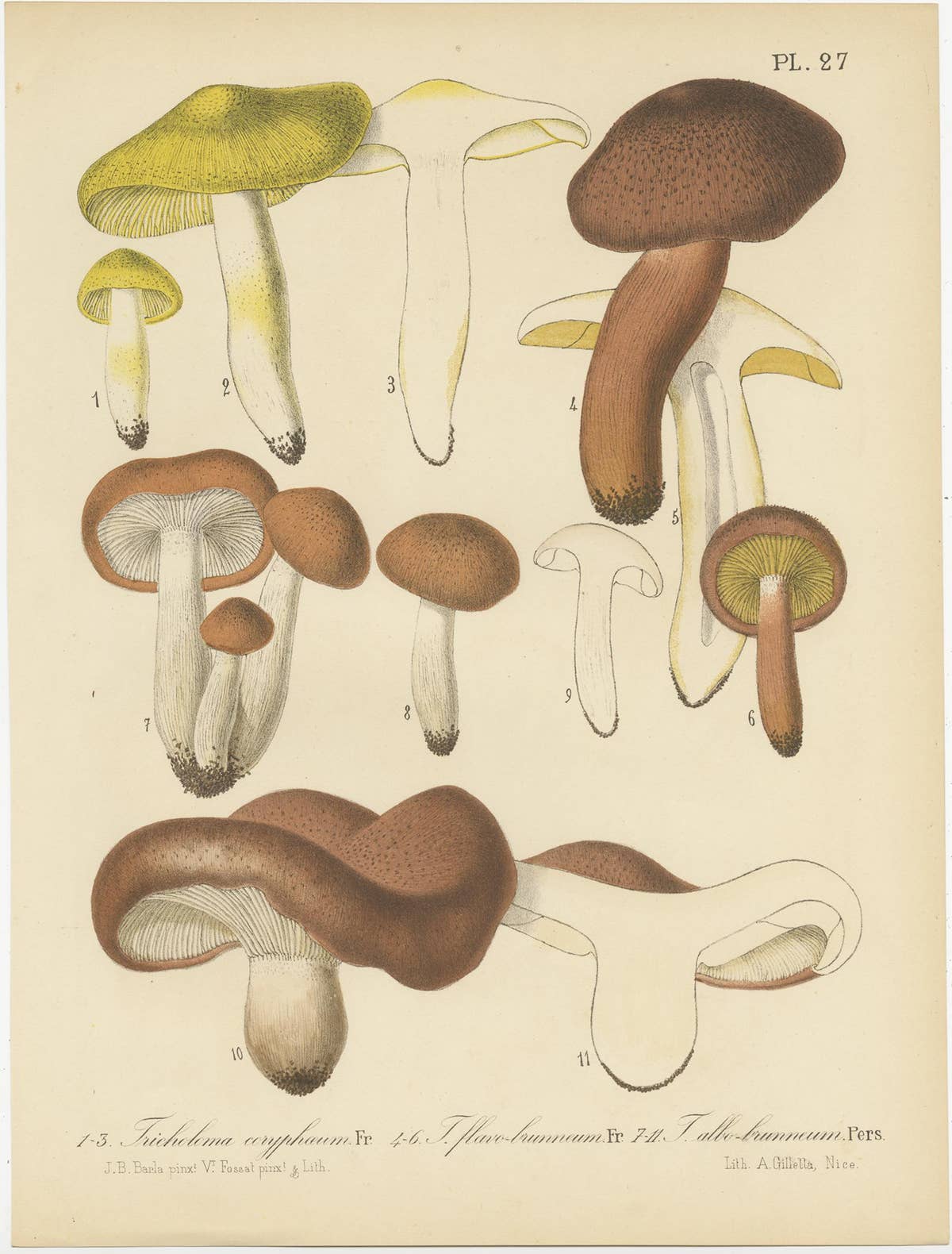 Set of 8 Antique Mycology Prints of Various Fungi by Barla, circa 1890