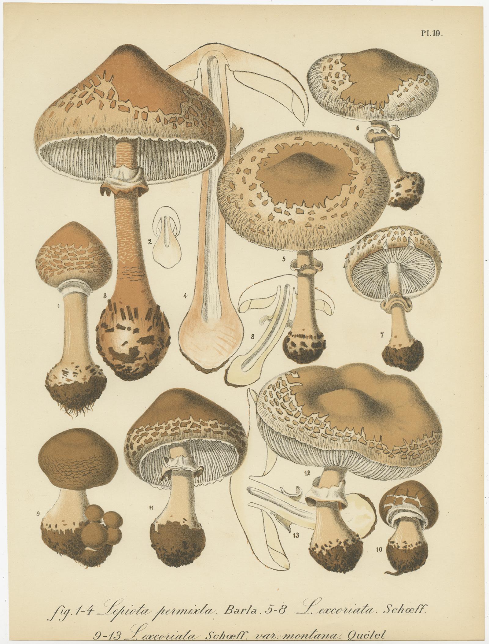 Paper Set of 8 Antique Mycology Prints of Various Fungi by Barla, circa 1890
