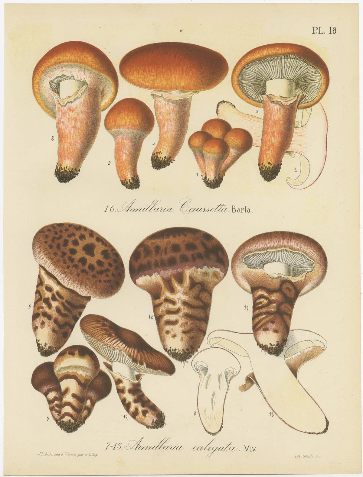 Set of 8 Antique Mycology Prints of Various Fungi by Barla, circa 1890