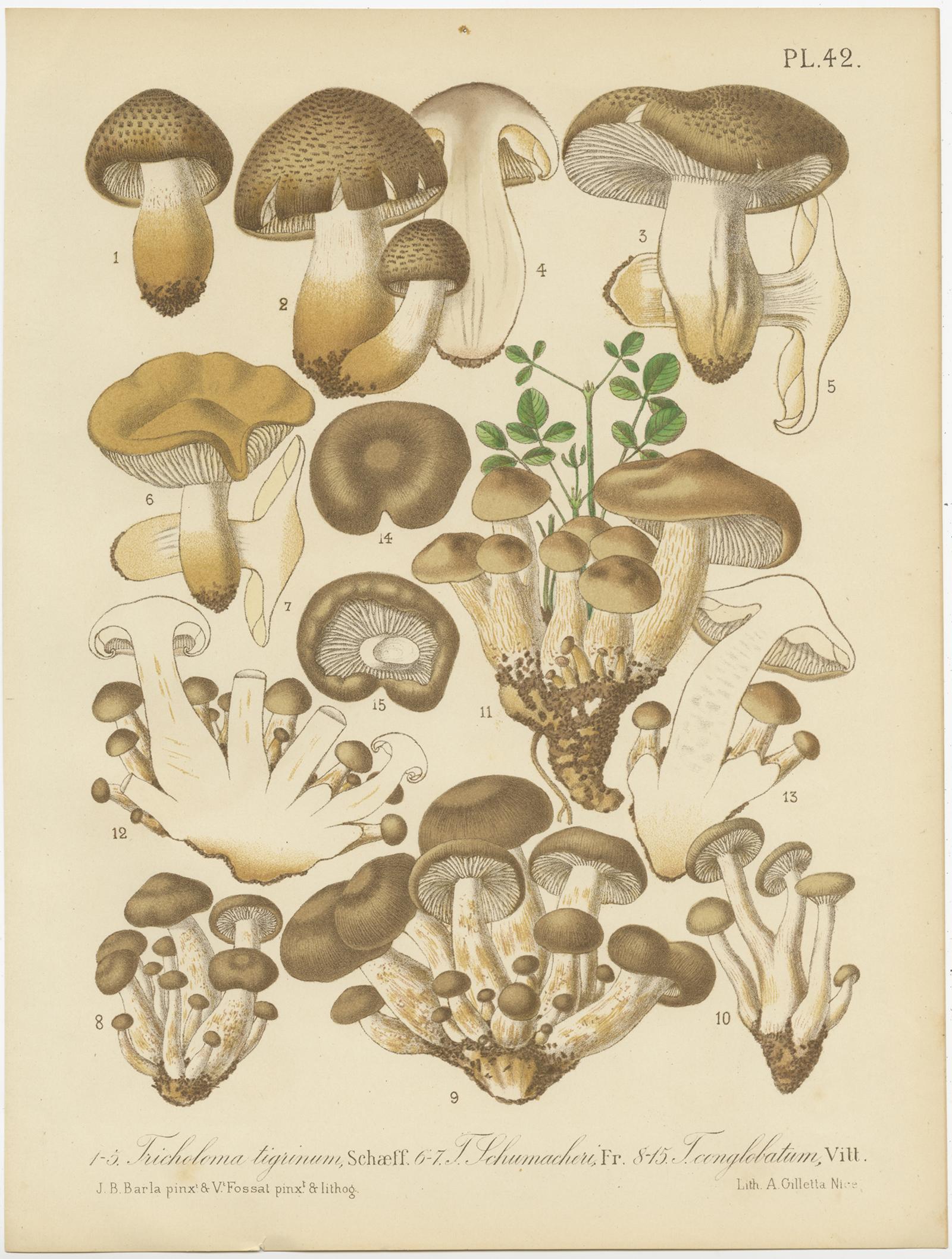 Set of 8 Antique Mycology Prints of Various Fungi by Barla, circa 1890 1