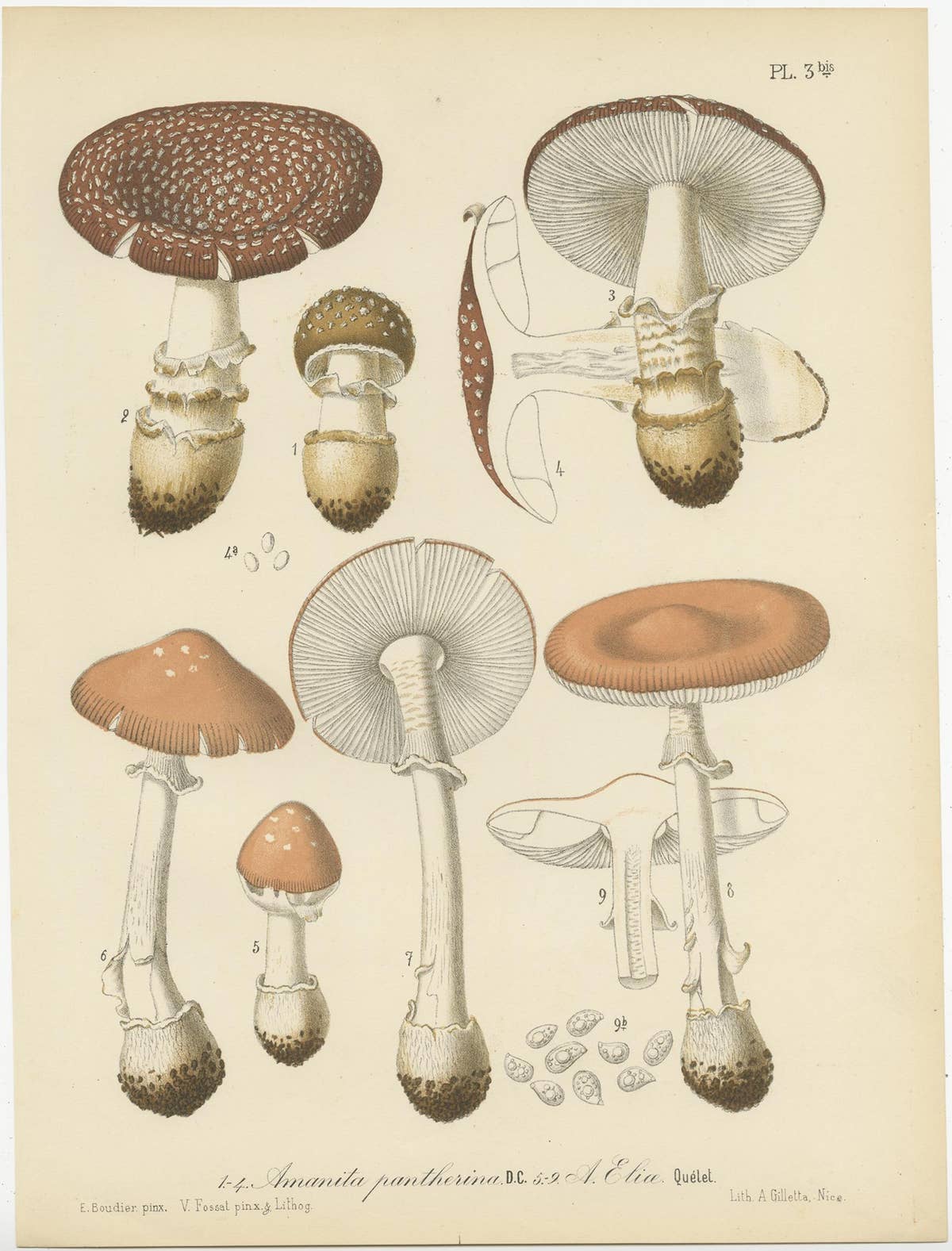 Set of 8 Antique Mycology Prints of Various Fungi by Barla, circa 1890