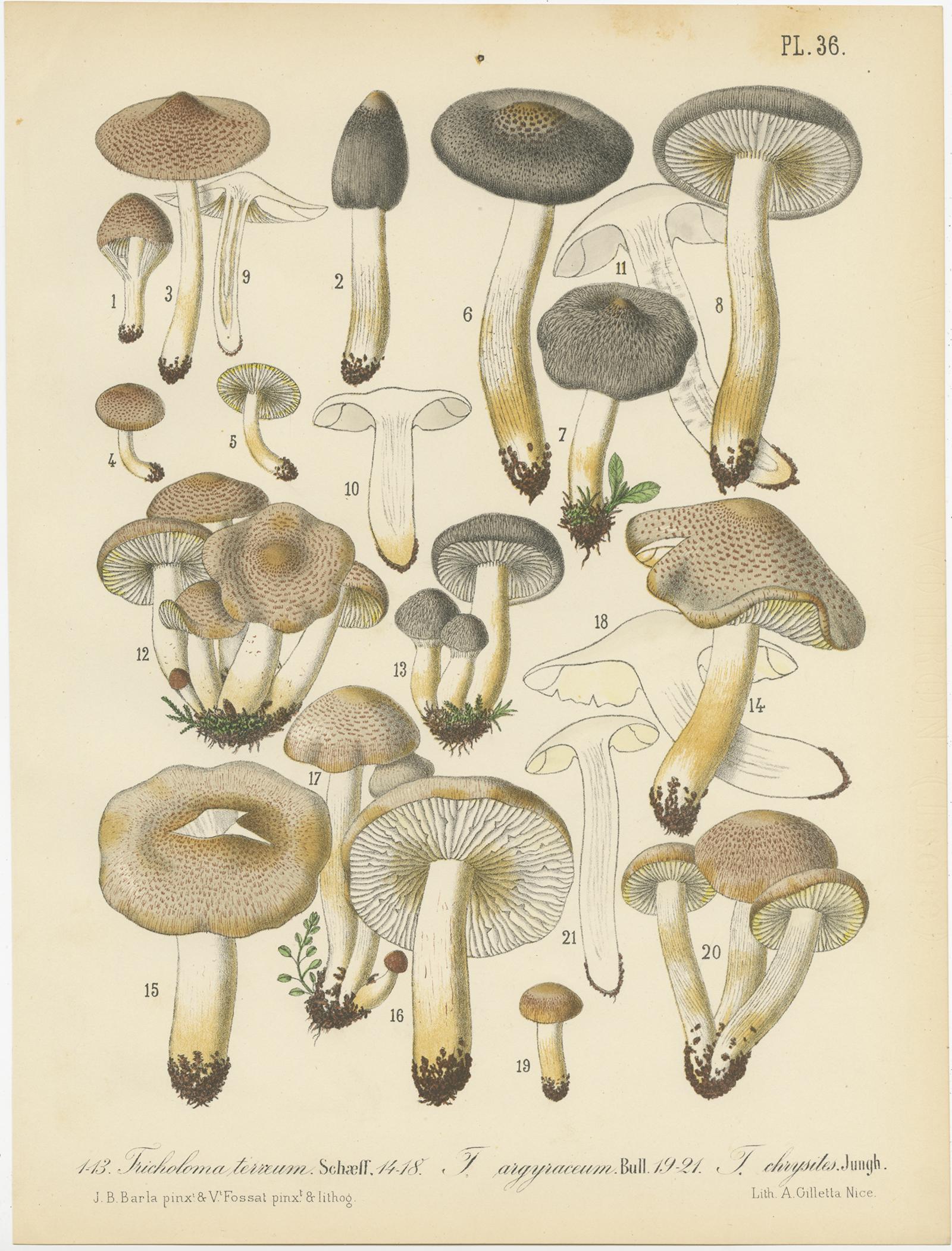 Set of 8 Antique Mycology Prints of Various Fungi by Barla, circa 1890 2
