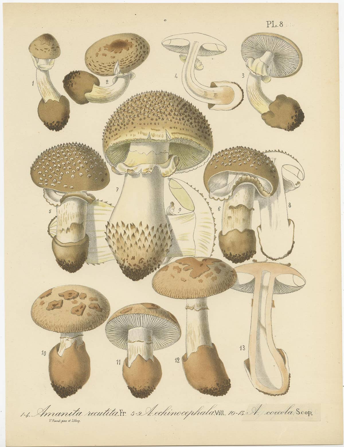 Set of 8 Antique Mycology Prints of Various Fungi by Barla, circa 1890
