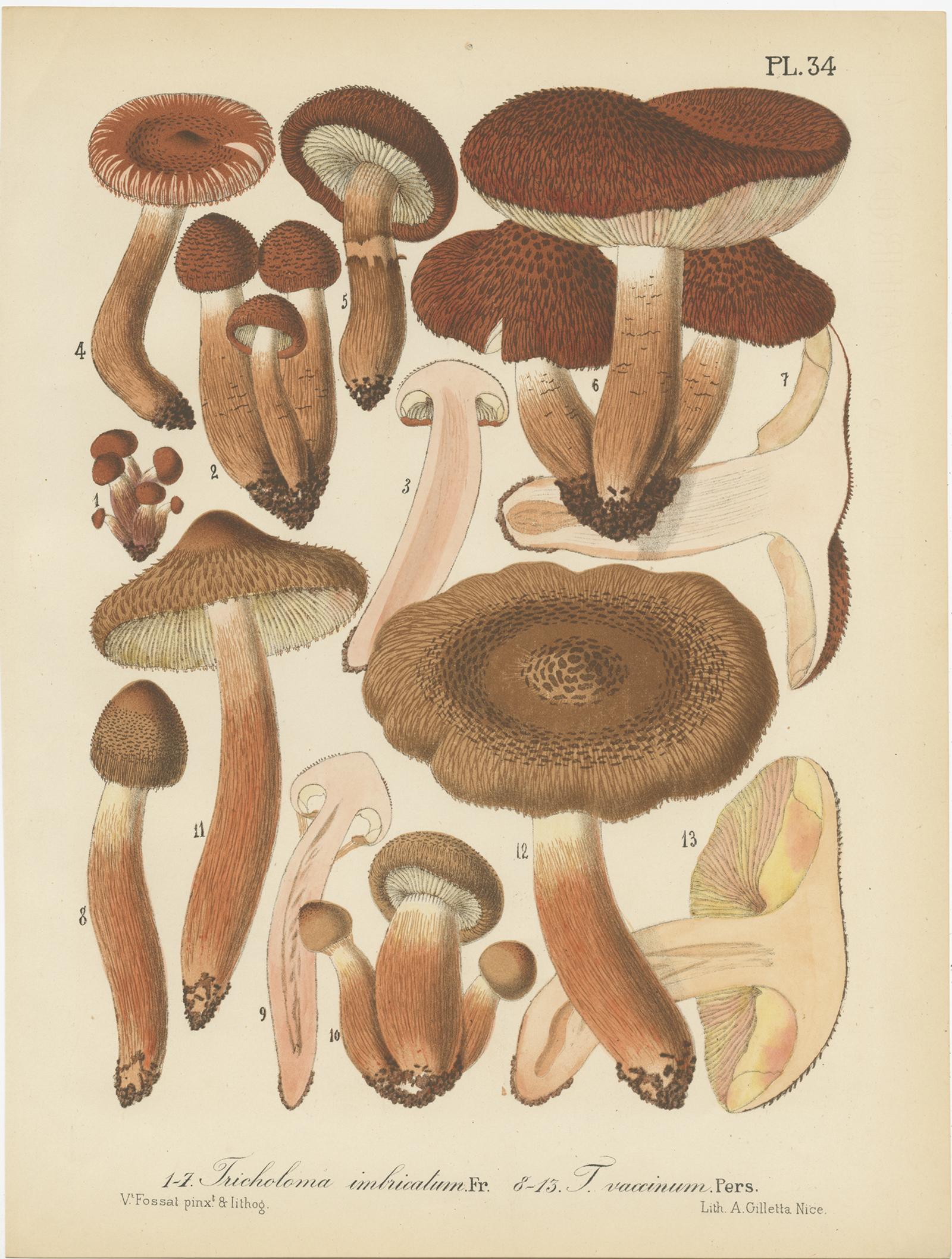 Set of 8 Antique Mycology Prints of Various Fungi by Barla, circa 1890 3