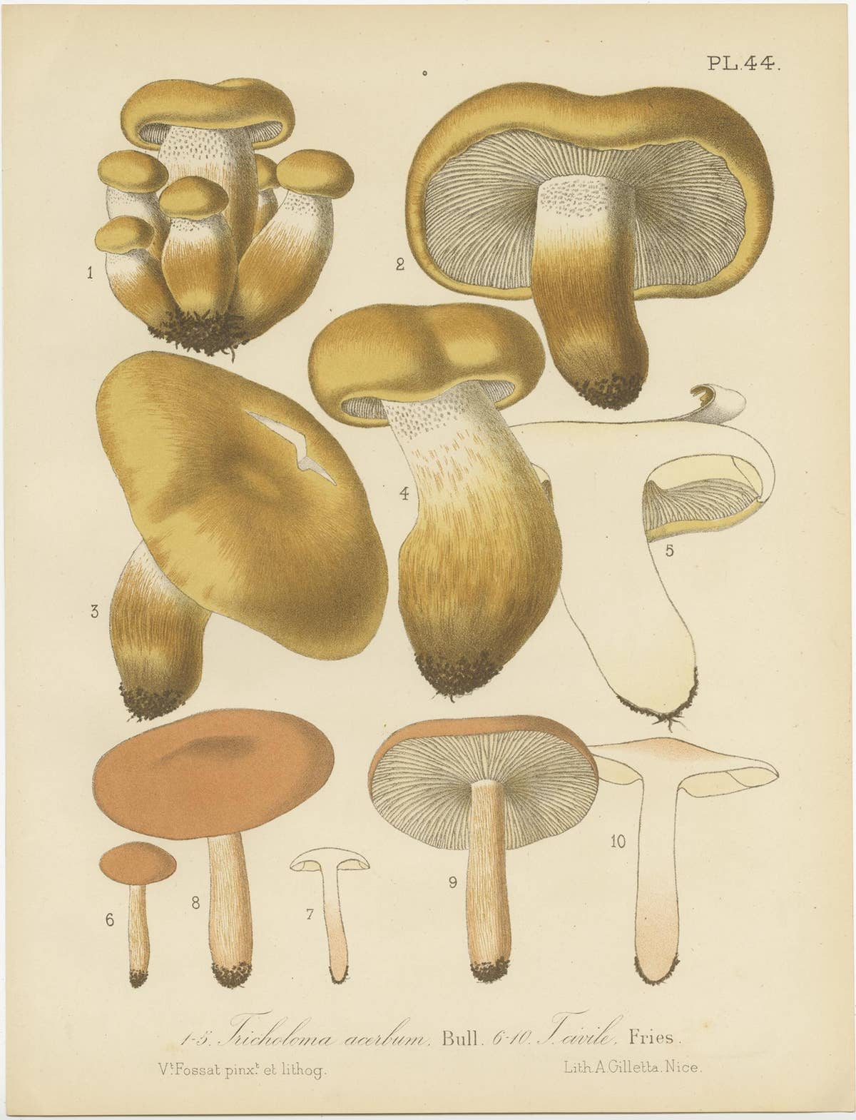Set of 8 Antique Mycology Prints of Various Fungi by Barla, circa 1890