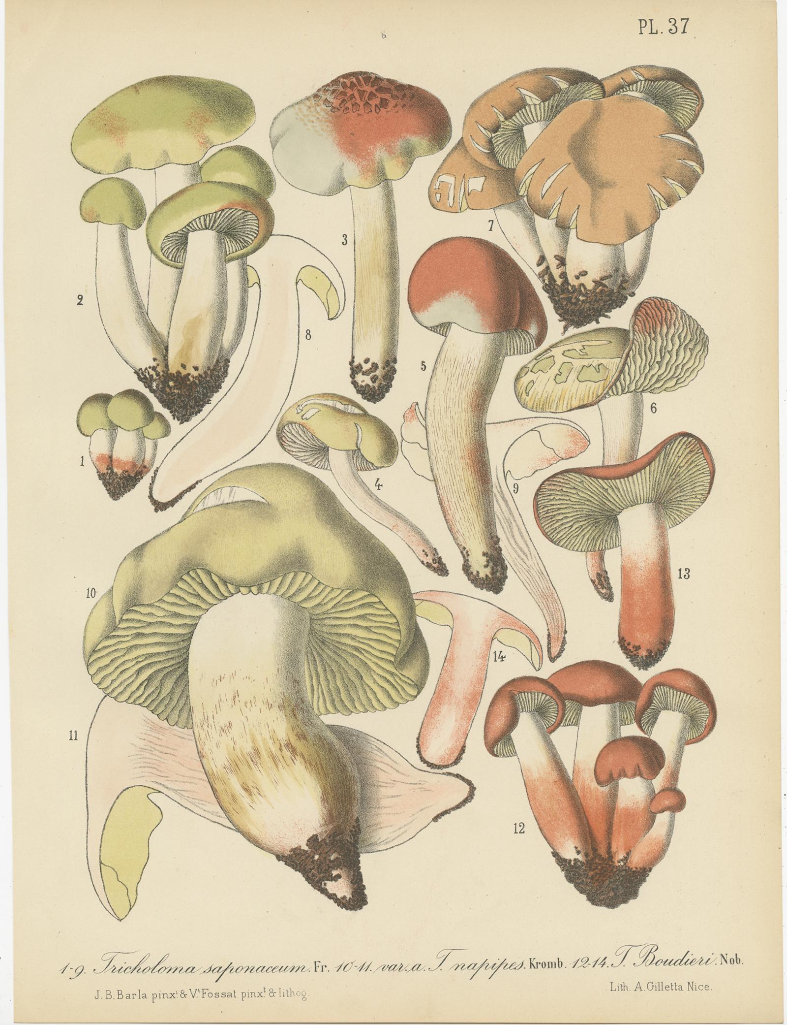 Set of 8 Antique Mycology Prints of Various Fungi by Barla, circa 1890 4