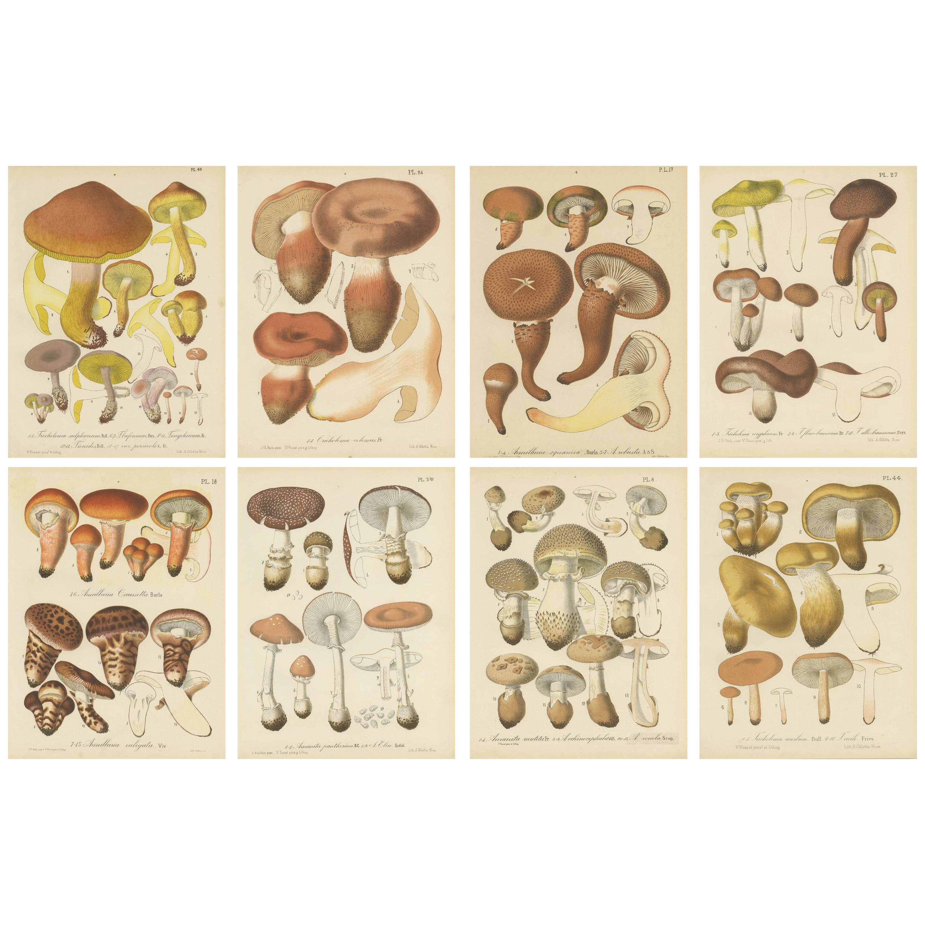 Set of 8 Antique Mycology Prints of Various Fungi by Barla, circa 1890