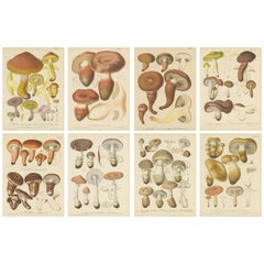 Set of 8 Antique Mycology Prints of Various Fungi by Barla, circa 1890