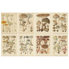 Set of 8 Antique Mycology Prints of Various Fungi by Barla, circa 1890