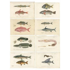 Set of 8 Antique Prints of a Flying Fish, Carp and Many Other Fish Species