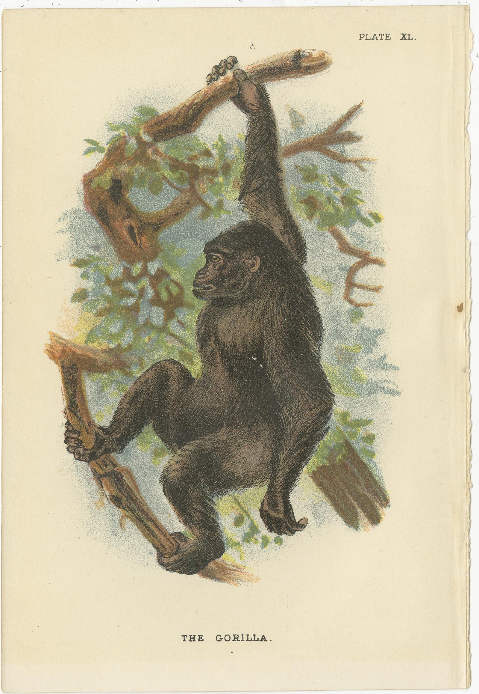 Set of eight antique prints:

Title: 'The Gorilla - The Bald Chimpanzee - White Crowned Mangabey - St. John's Macaque - The Siamang Gibbon - The Orang-Utan - The Proboscis Monkey - The Talapoin'
Medium: Chromolithograph
Origin: From 'Lloyd's Natural