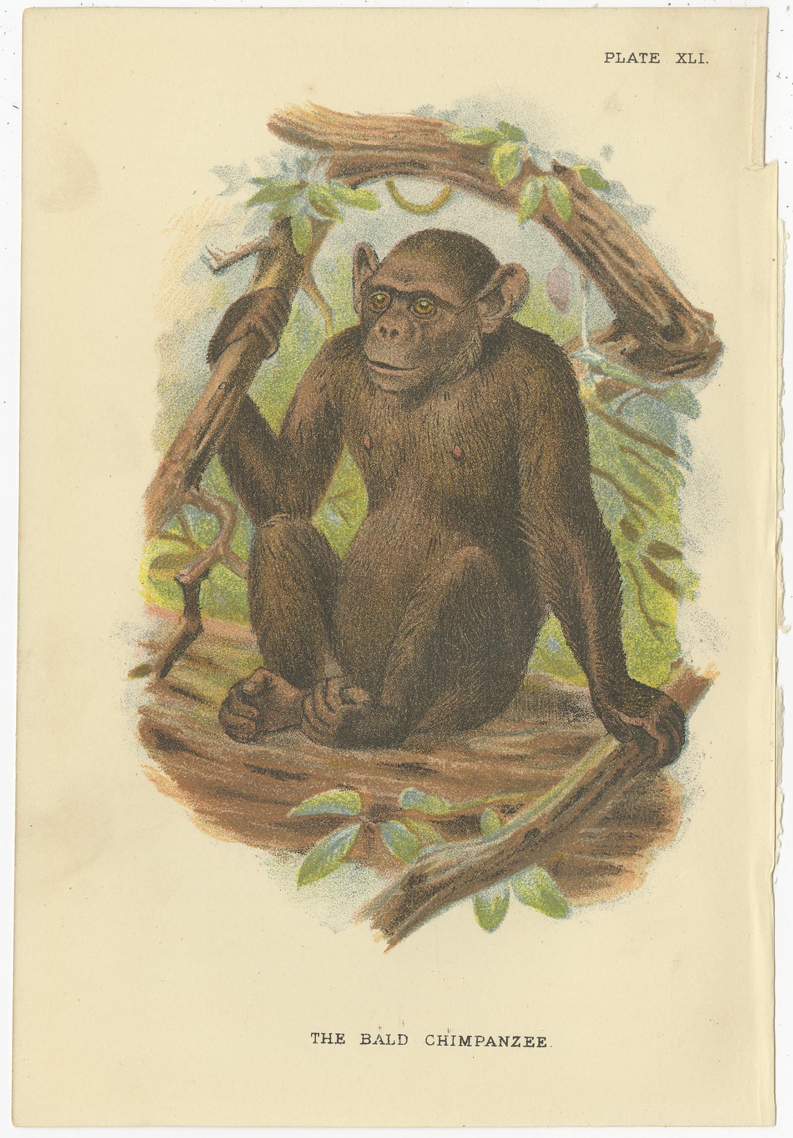 Set of 8 Antique Prints of Various Monkey Species by Lloyd, 'circa 1894' In Fair Condition For Sale In Langweer, NL