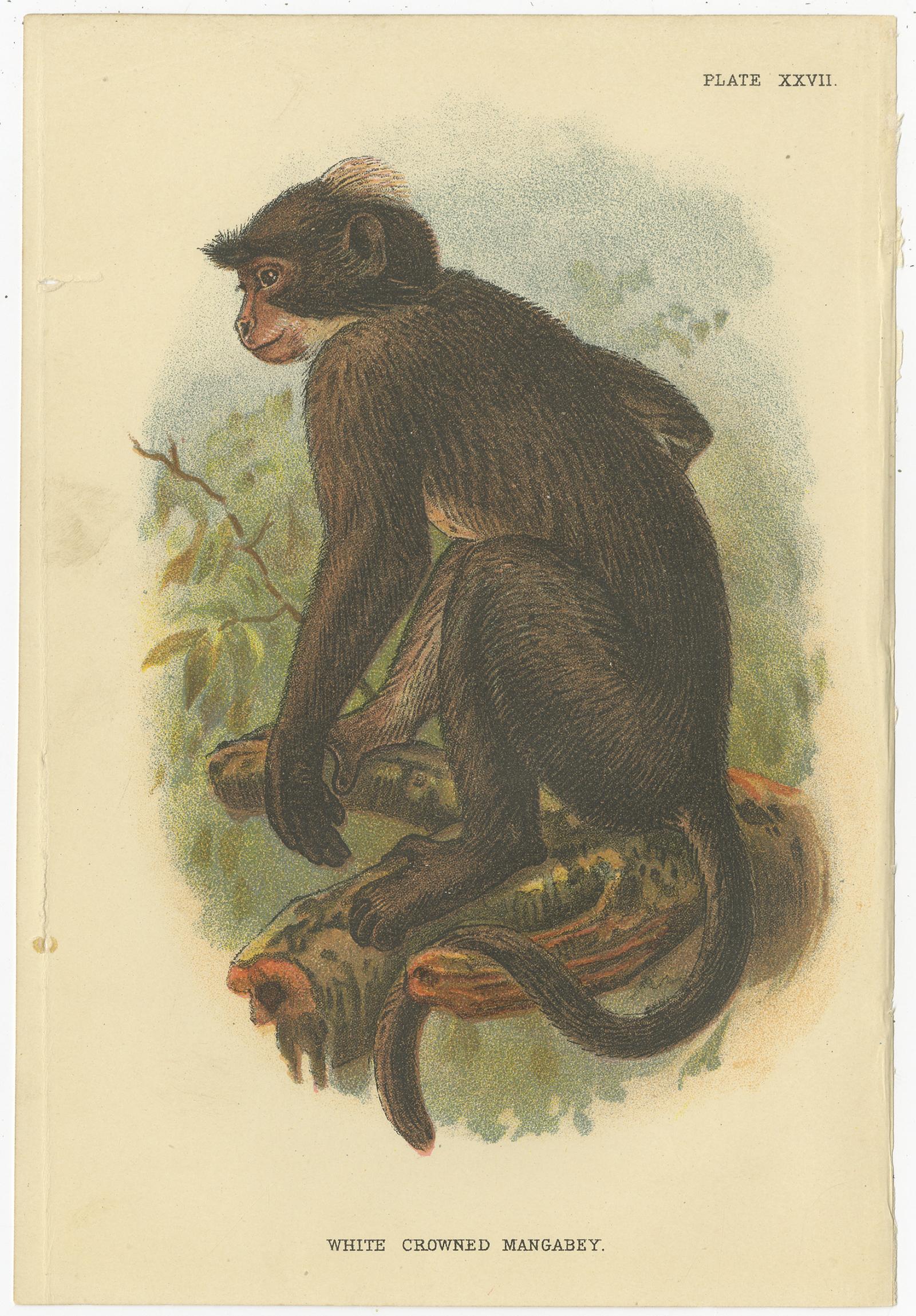 19th Century Set of 8 Antique Prints of Various Monkey Species by Lloyd, 'circa 1894' For Sale