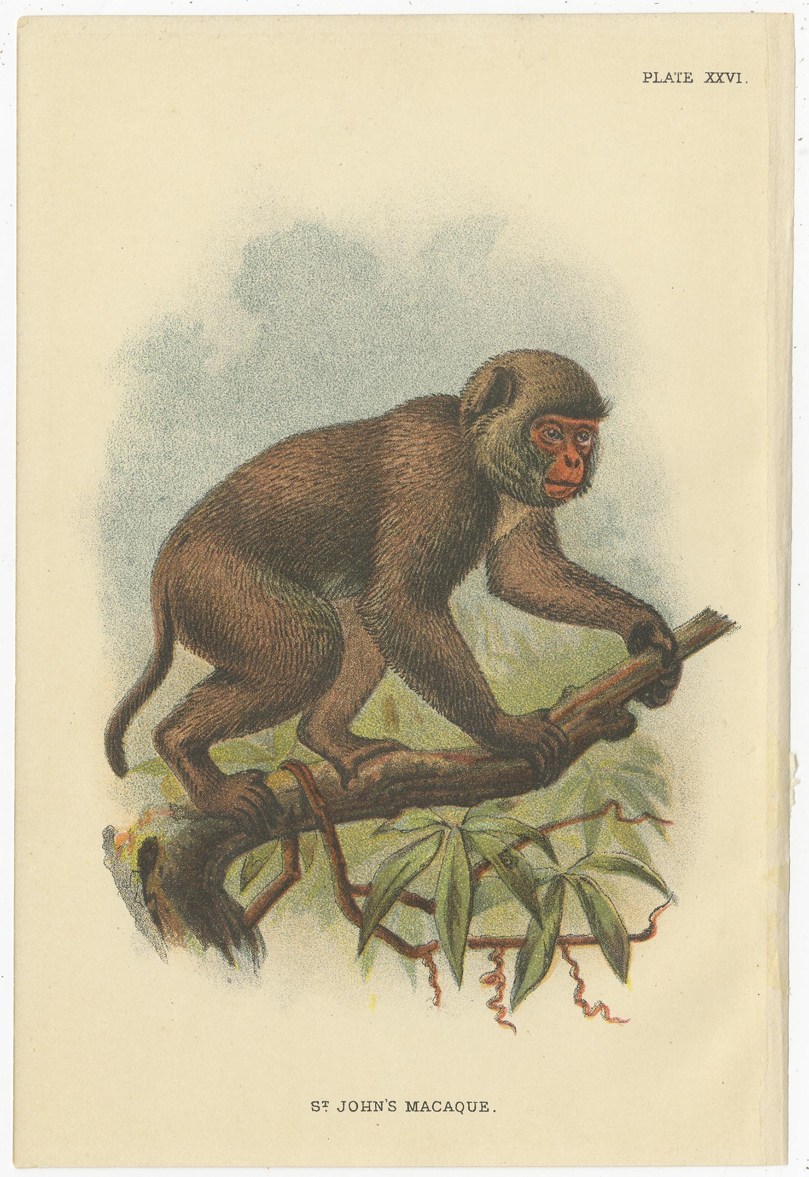Satz von 8 antiken Drucken verschiedener Affenarten von Lloyd, 'circa 1894'. (Papier) im Angebot