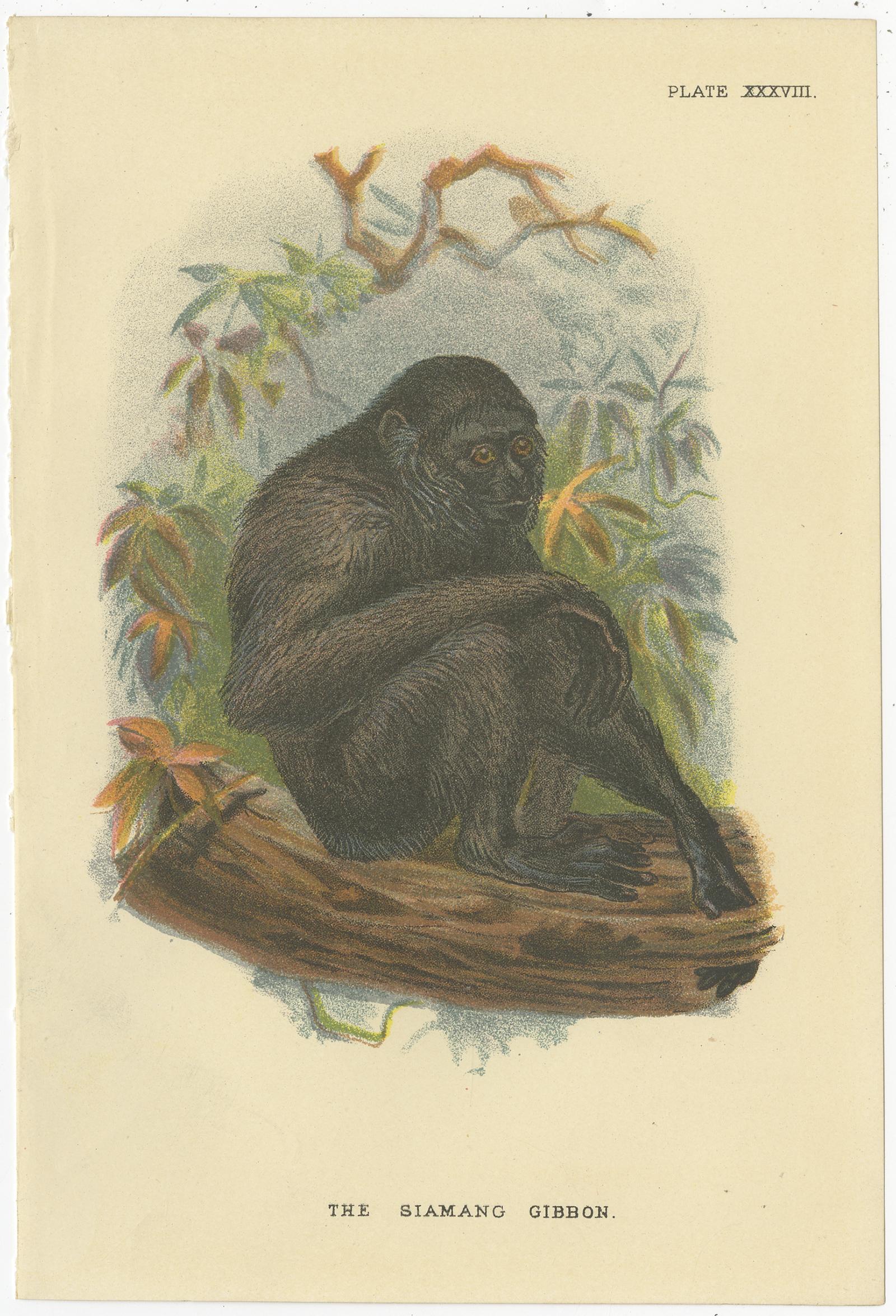 Satz von 8 antiken Drucken verschiedener Affenarten von Lloyd, 'circa 1894'. im Angebot 1