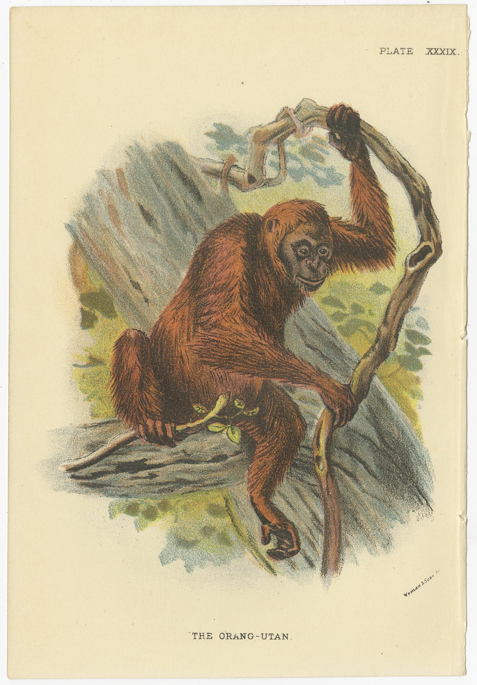 Set of 8 Antique Prints of Various Monkey Species by Lloyd, 'circa 1894' For Sale 2