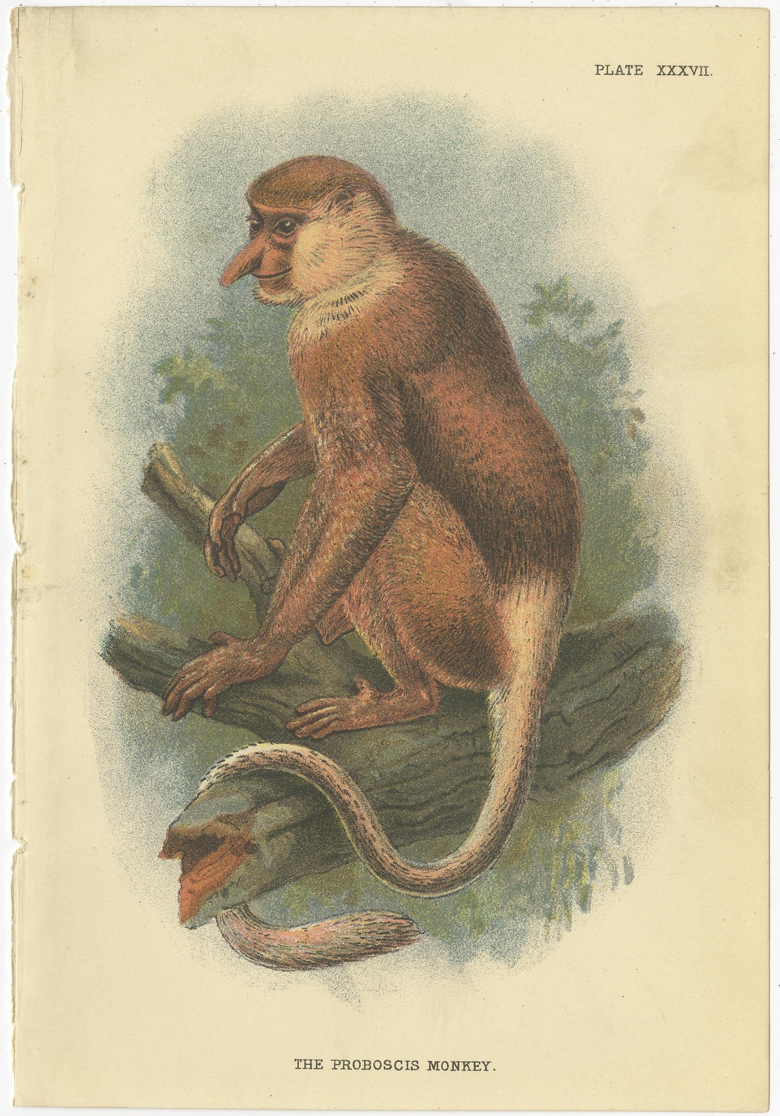 Satz von 8 antiken Drucken verschiedener Affenarten von Lloyd, 'circa 1894'. im Angebot 3