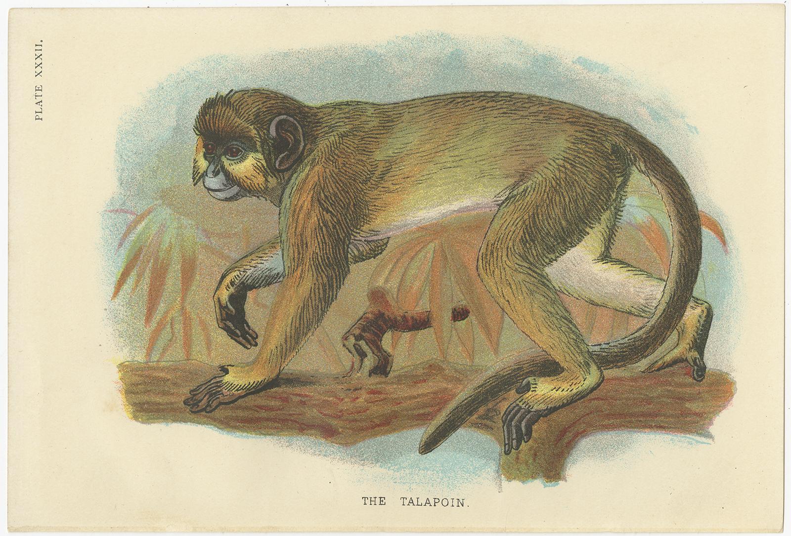 Satz von 8 antiken Drucken verschiedener Affenarten von Lloyd, 'circa 1894'. im Angebot 4
