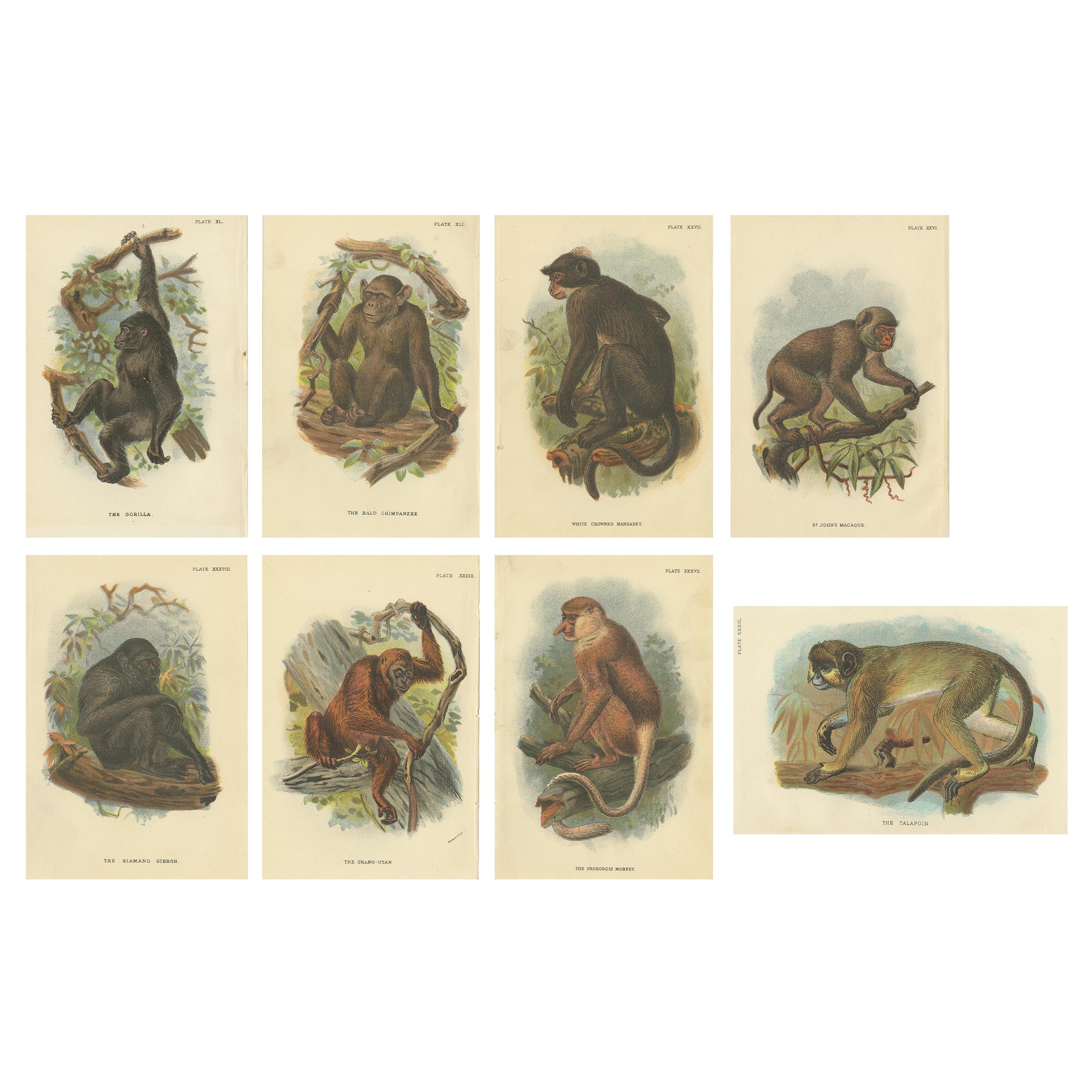 Set of 8 Antique Prints of Various Monkey Species by Lloyd, 'circa 1894'