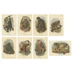 Ensemble de 8 gravures anciennes de diverses espèces de singes par Lloyd, "circa 1894".