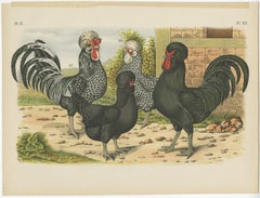 Set of 8 Antique Roosters & Botany Prints 