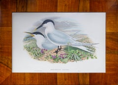 Set of Eight 19th Century Seagull Prints by John Gould