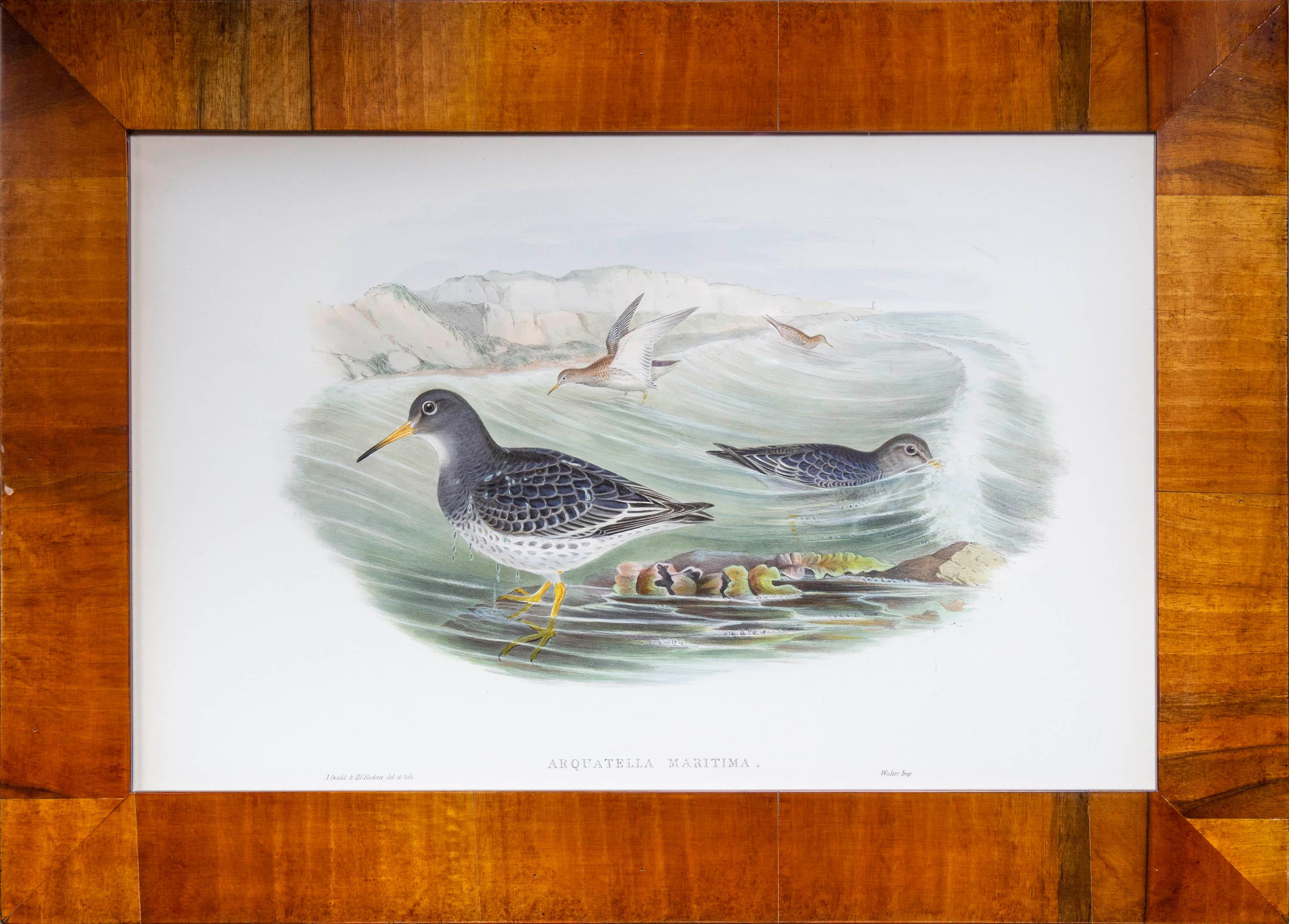 Victorian Set of 8 Antique Seagull Prints by John Gould, from The Birds of Great Britain For Sale