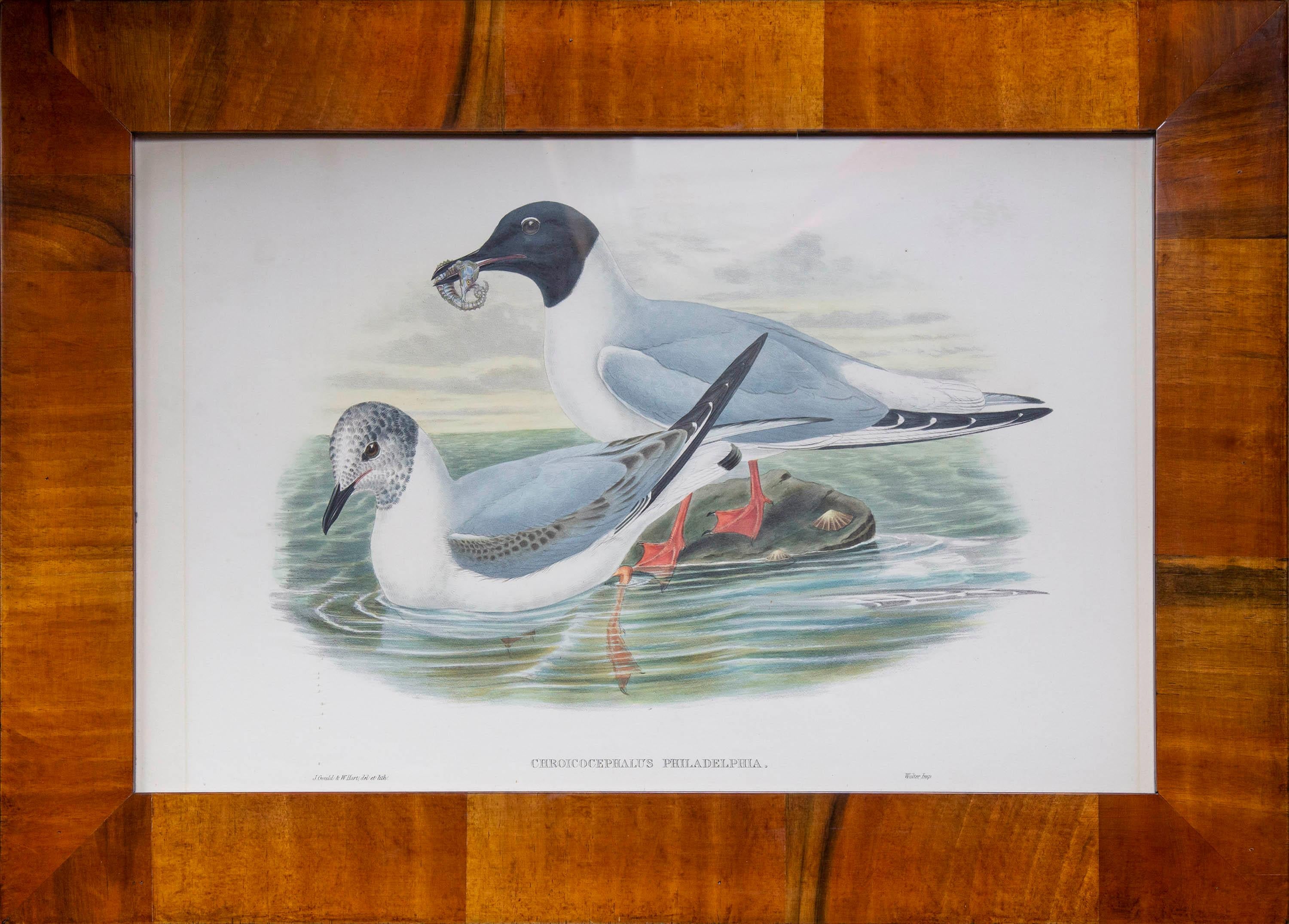 Set of 8 Antique Seagull Prints by John Gould, from The Birds of Great Britain In Good Condition For Sale In Richmond, London
