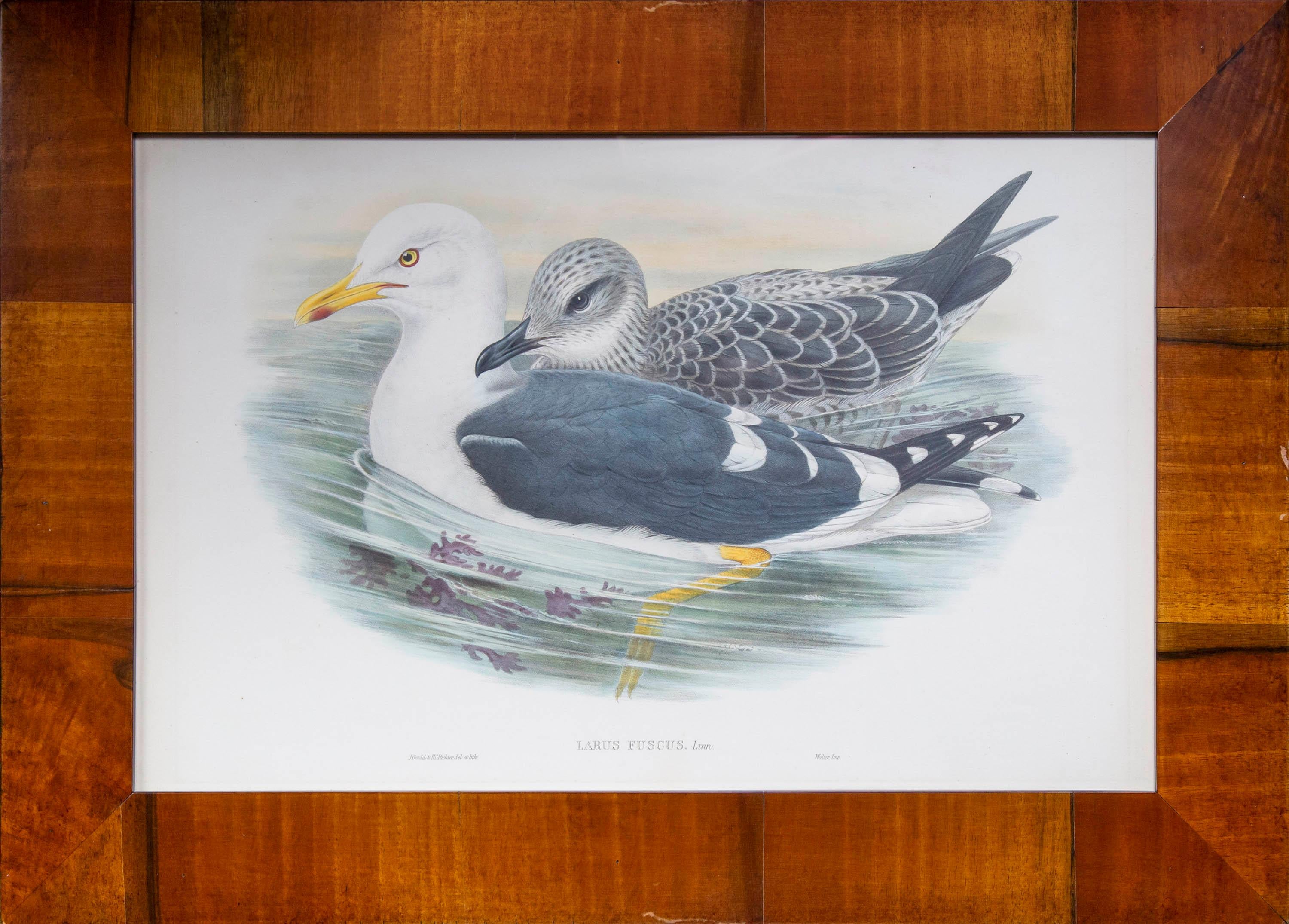 Paper Set of 8 Antique Seagull Prints by John Gould, from The Birds of Great Britain For Sale