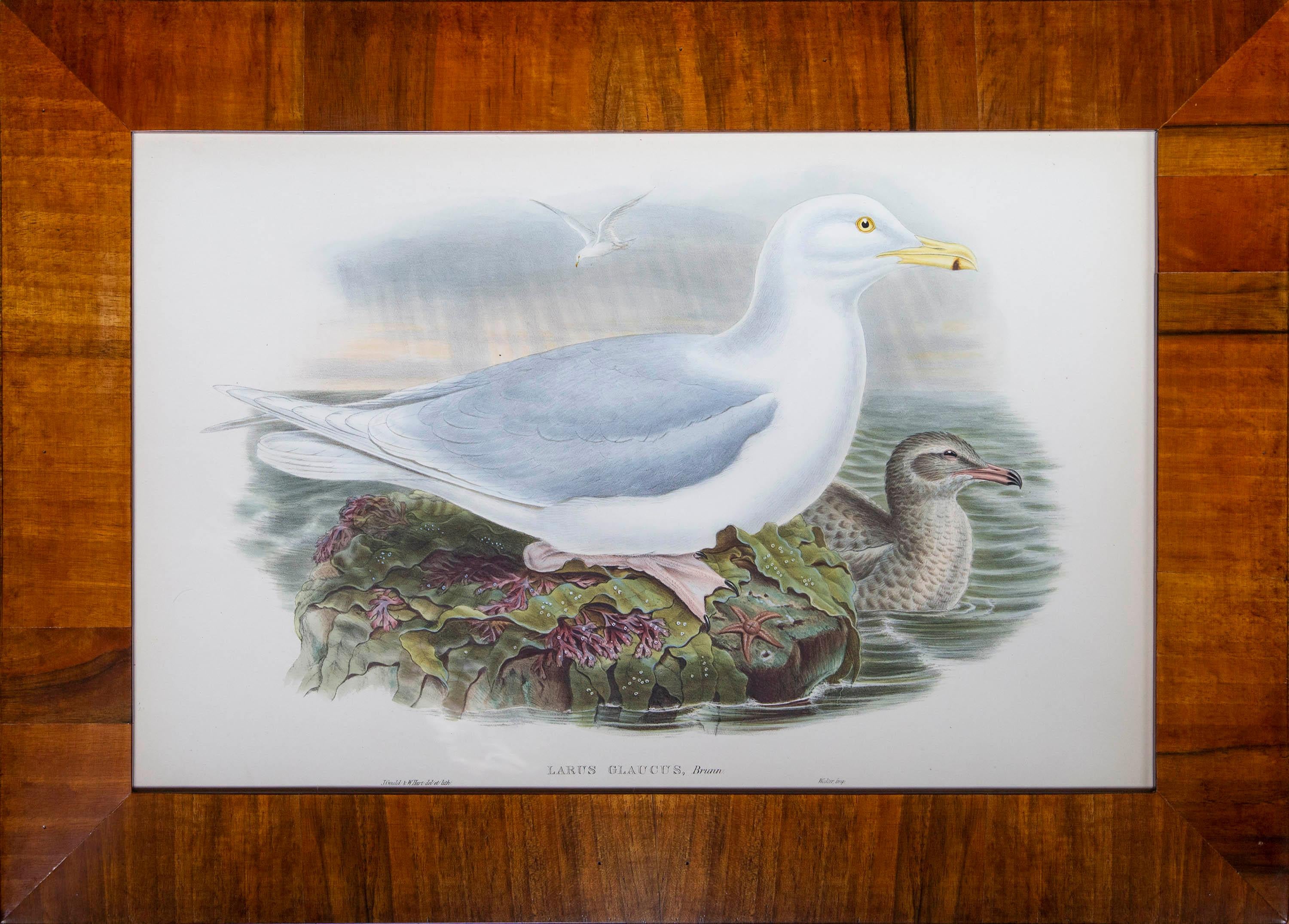 Set of 8 Antique Seagull Prints by John Gould, from The Birds of Great Britain For Sale 1