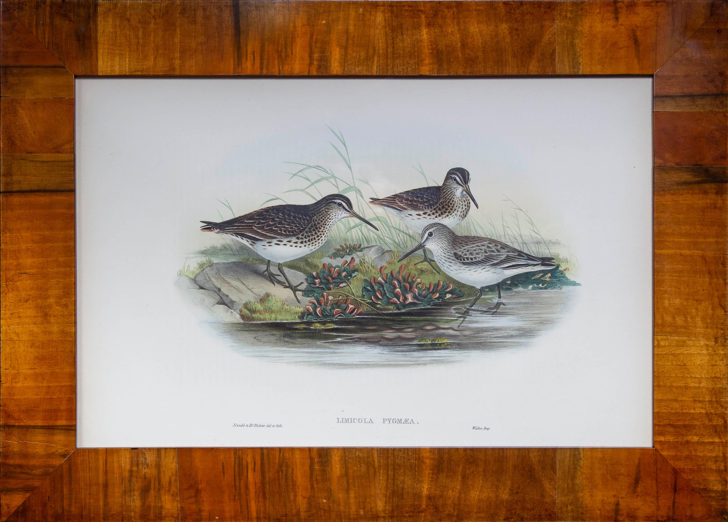 Set of 8 Antique Seagull Prints by John Gould, from The Birds of Great Britain For Sale 2