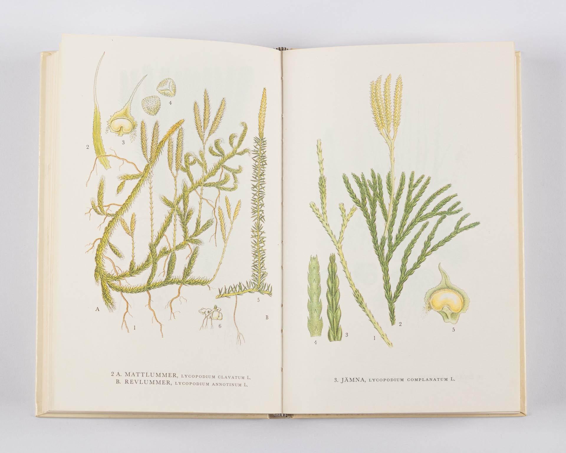 Conjunto de 8 libros con flores, Nordens Flora, Suecia, Siglo XX en venta 13