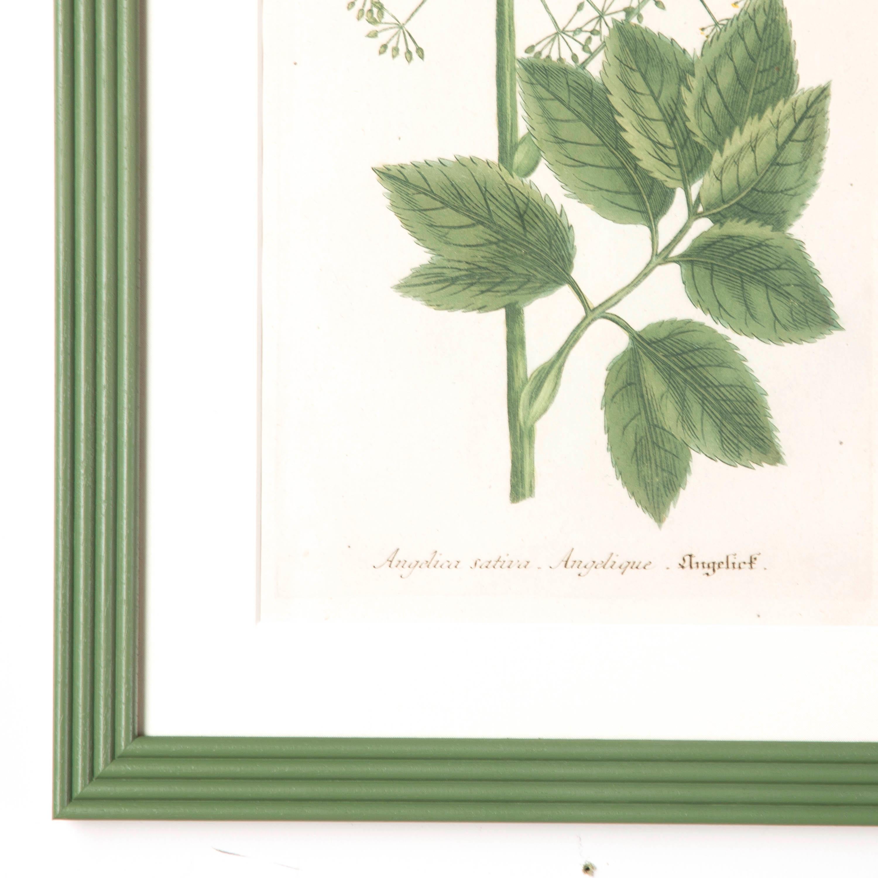Folk Art Set of 8 Botanical Prints by Johann Weinmann