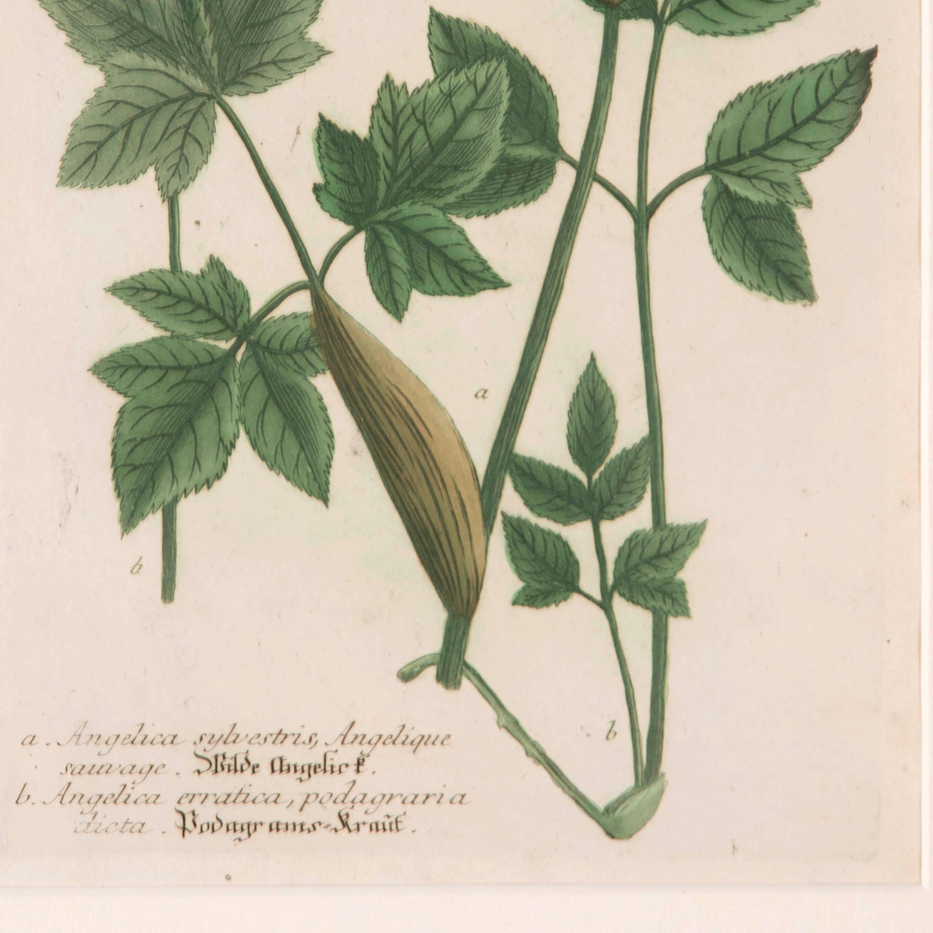 German Set of 8 Botanical Prints by Johann Weinmann