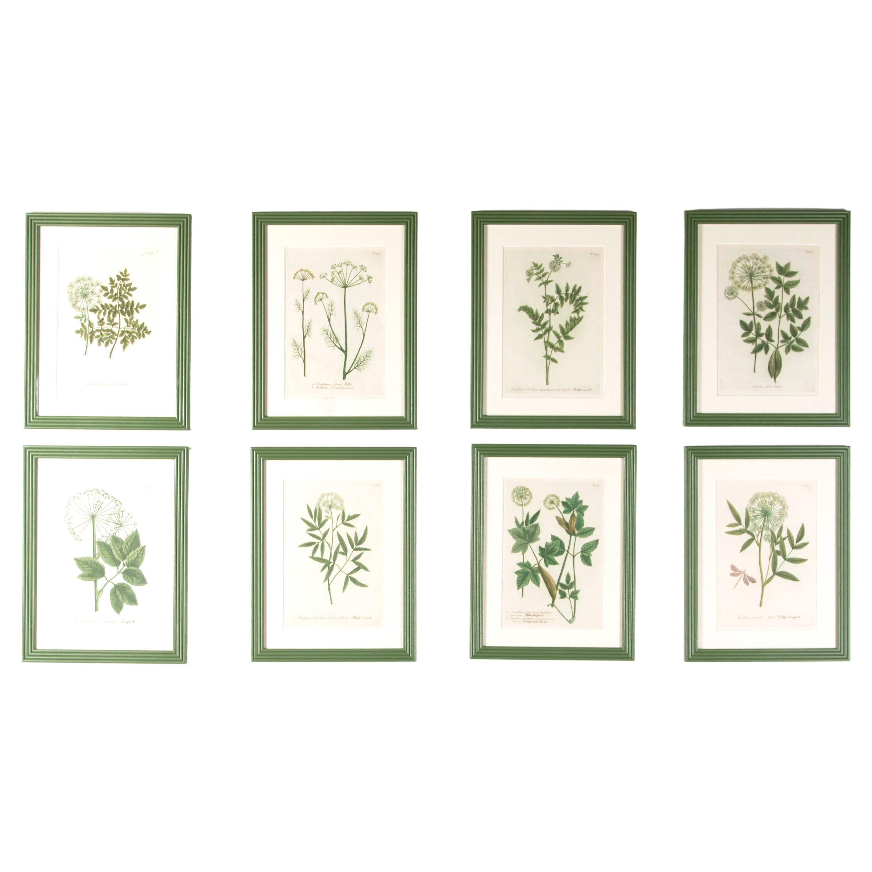 Set of 8 Botanical Prints by Johann Weinmann
