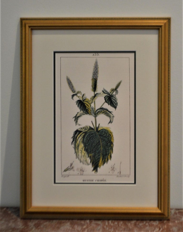 Set of 8 Botanical Prints, Gold Frame at 1stDibs