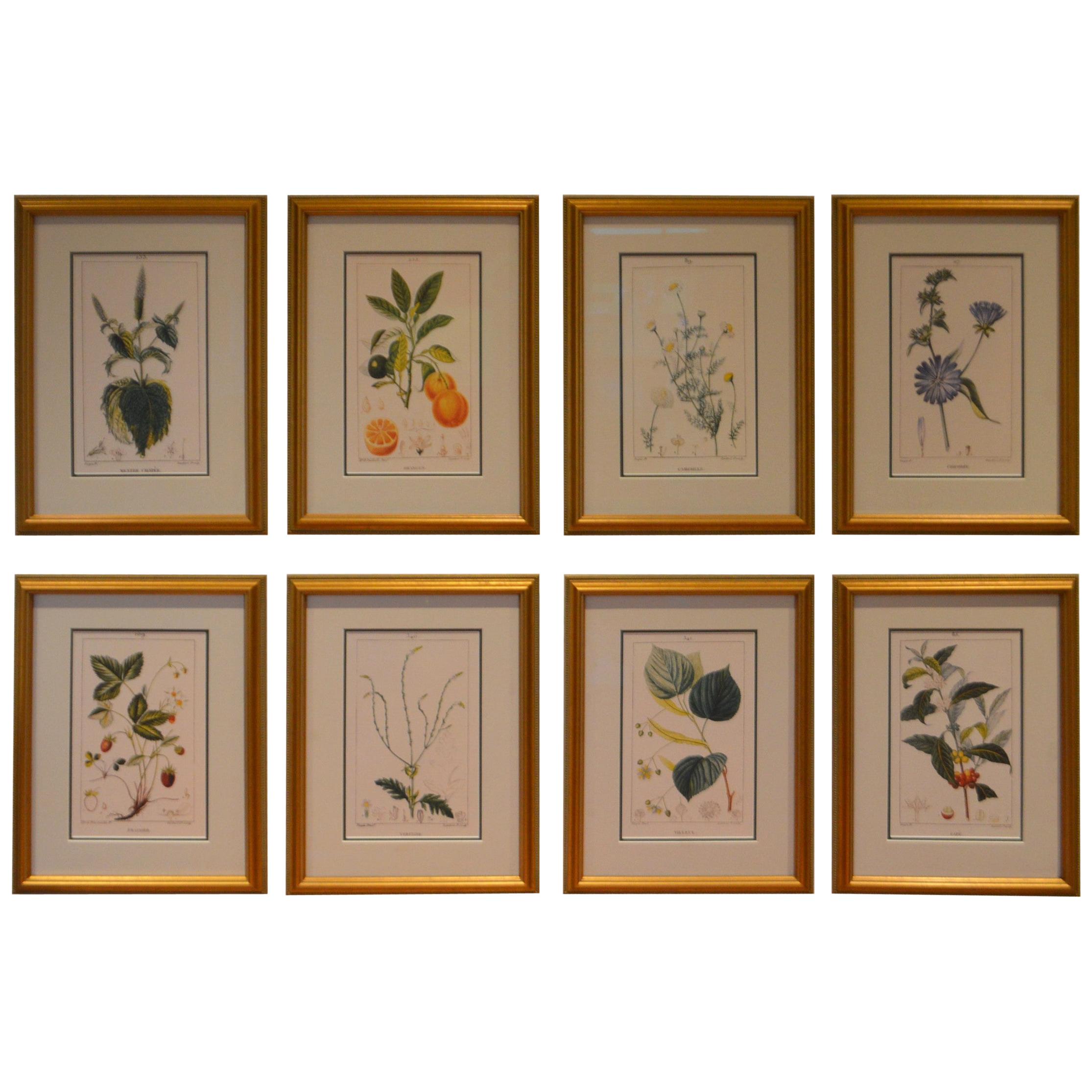 Set of 8 Botanical Prints, Gold Frame