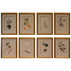 Set of 8 Botanical Prints, Gold Frame