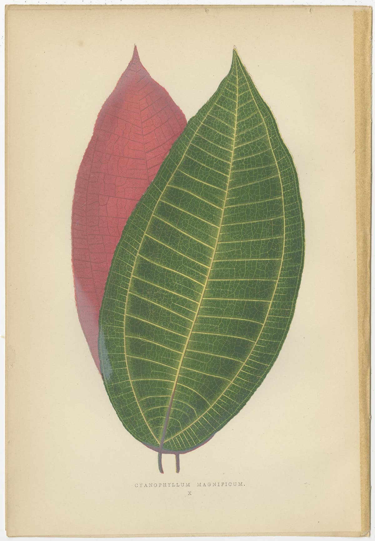 Set of 8 Botany Prints, Begonia Rex, Cissus Discolor '1891'