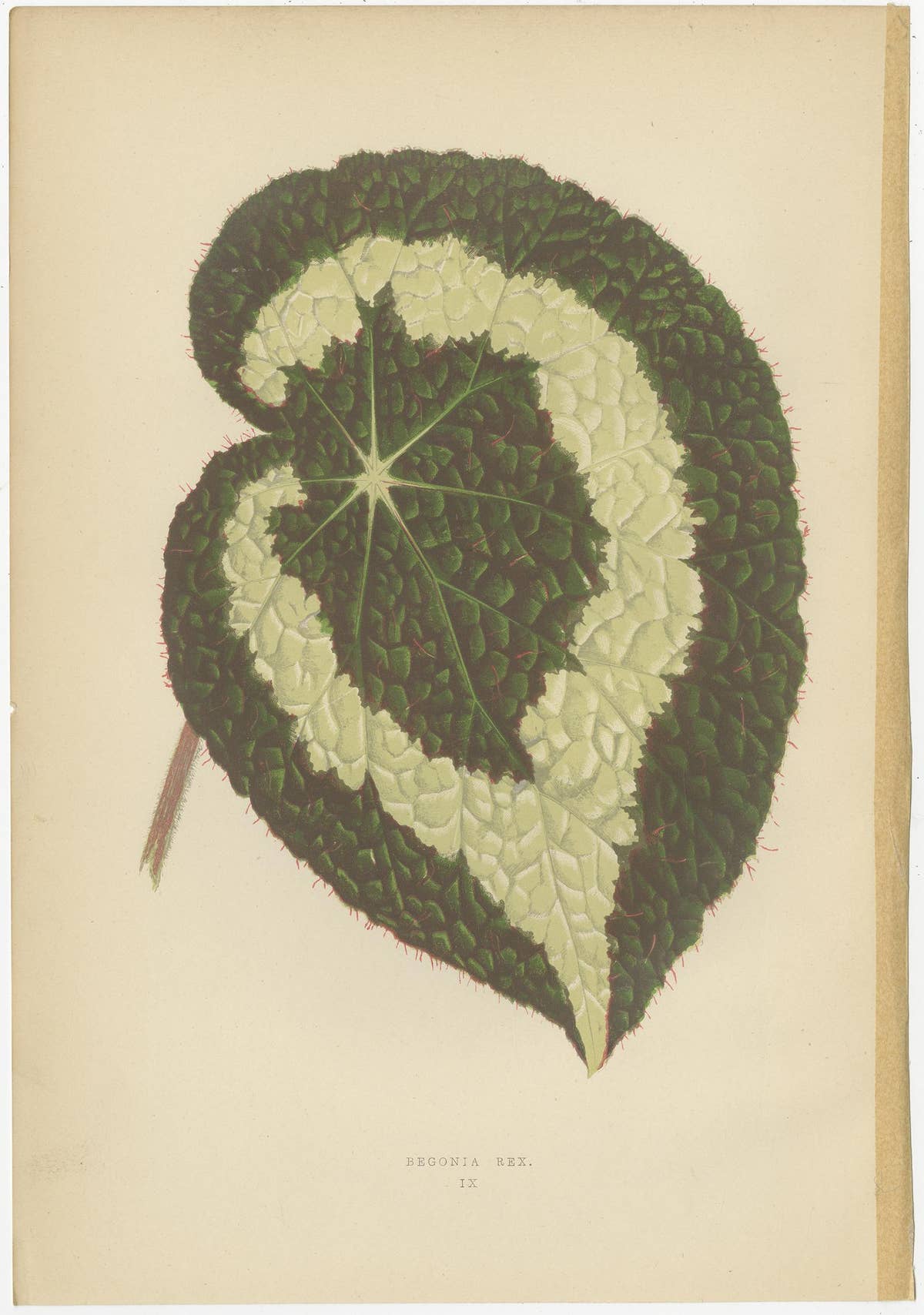 Set of 8 Botany Prints, Begonia Rex, Cissus Discolor '1891'